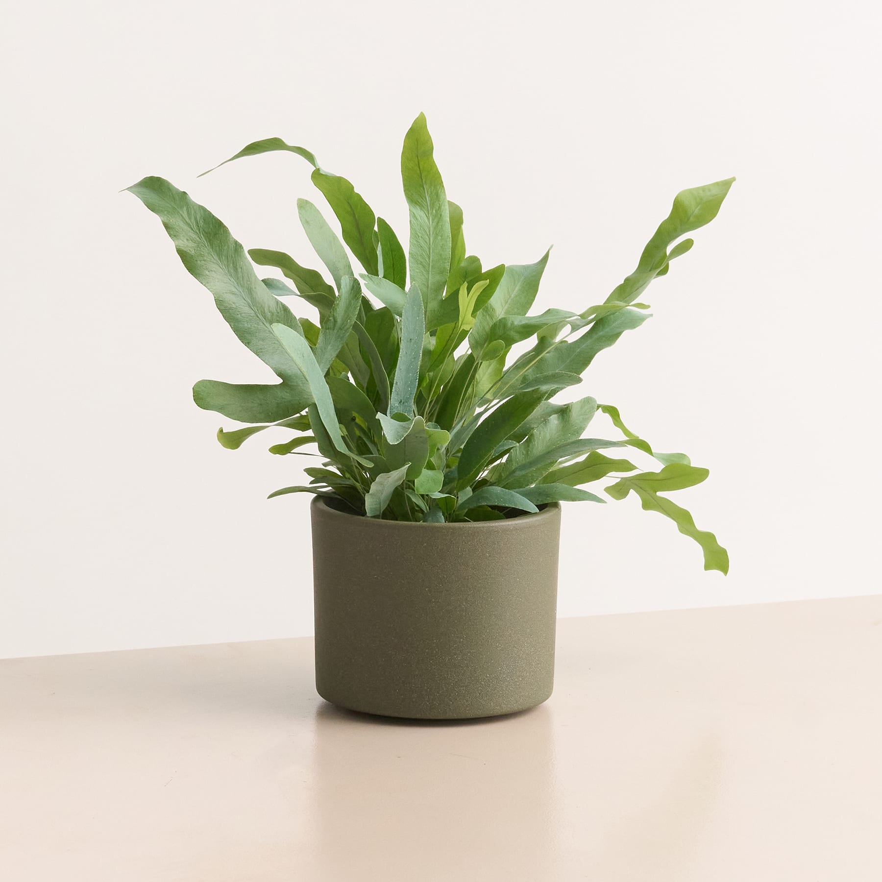 Keramik Übertopf Grün - 10,5 cm