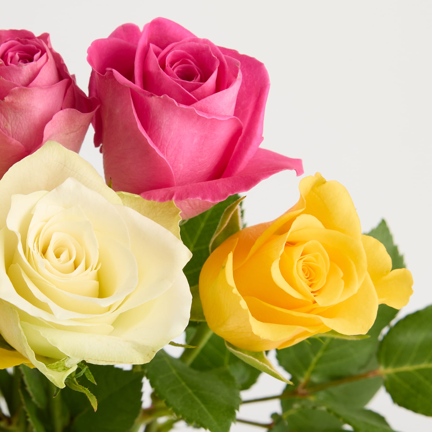 Ein Strauß leuchtend pinkfarbener und gelber Rosen vor schlichtem weißen Hintergrund. (Beschreibungstext KI-generiert)