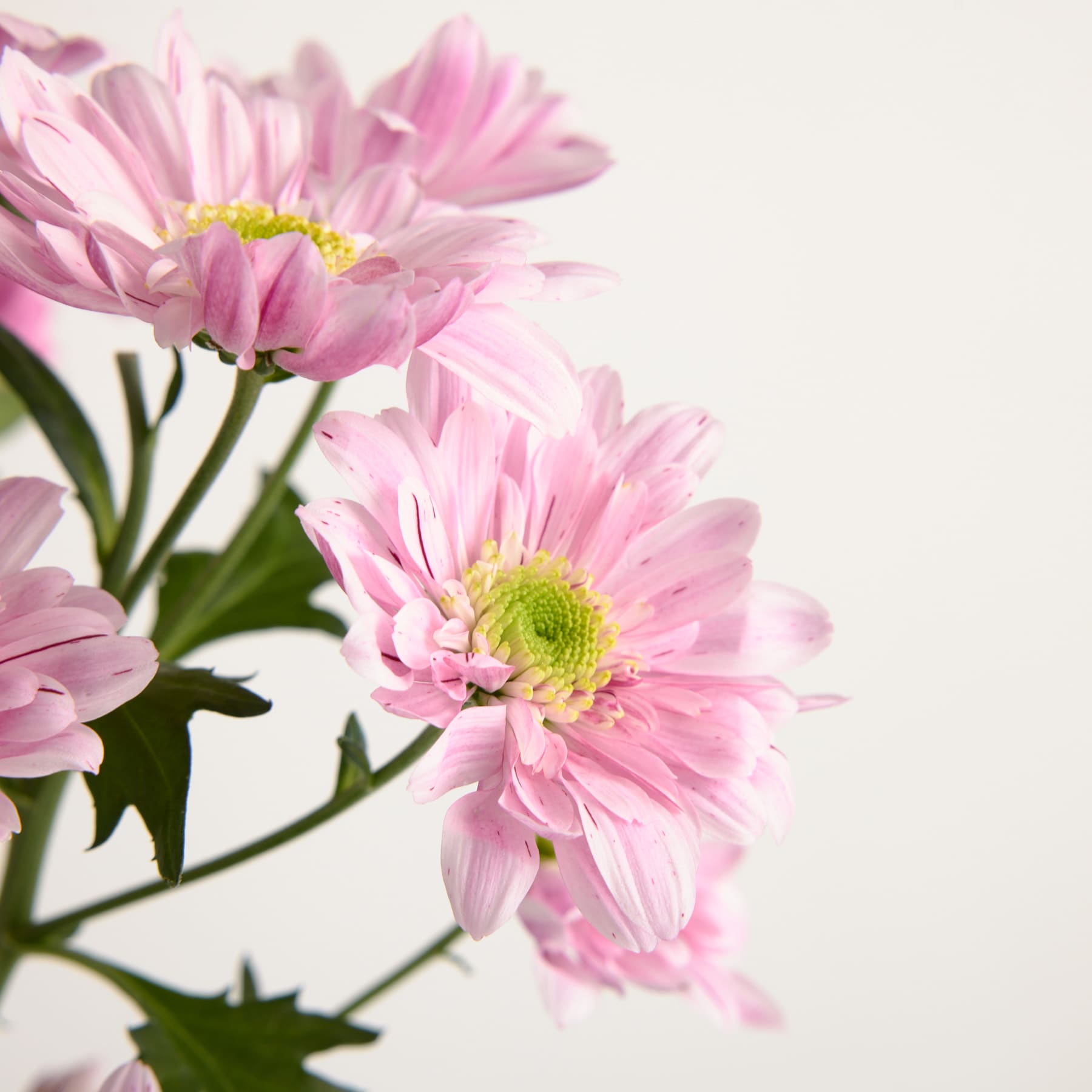 Das Bild zeigt einen leuchtenden Strauß zarter, rosafarbener Chrysanthemen vor einem schlichten, hellen Hintergrund und schafft so eine ruhige und optisch ansprechende Komposition.