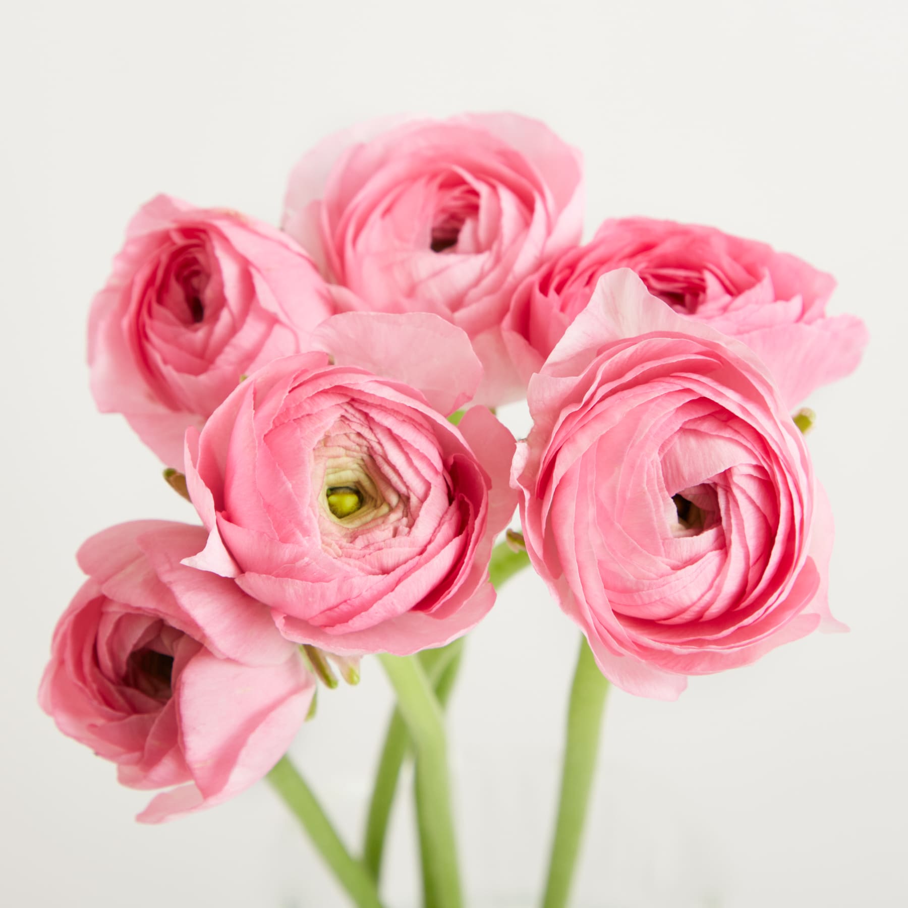 Ein Strauß leuchtend pinkfarbener Ranunkeln vor schlichtem weißen Hintergrund.