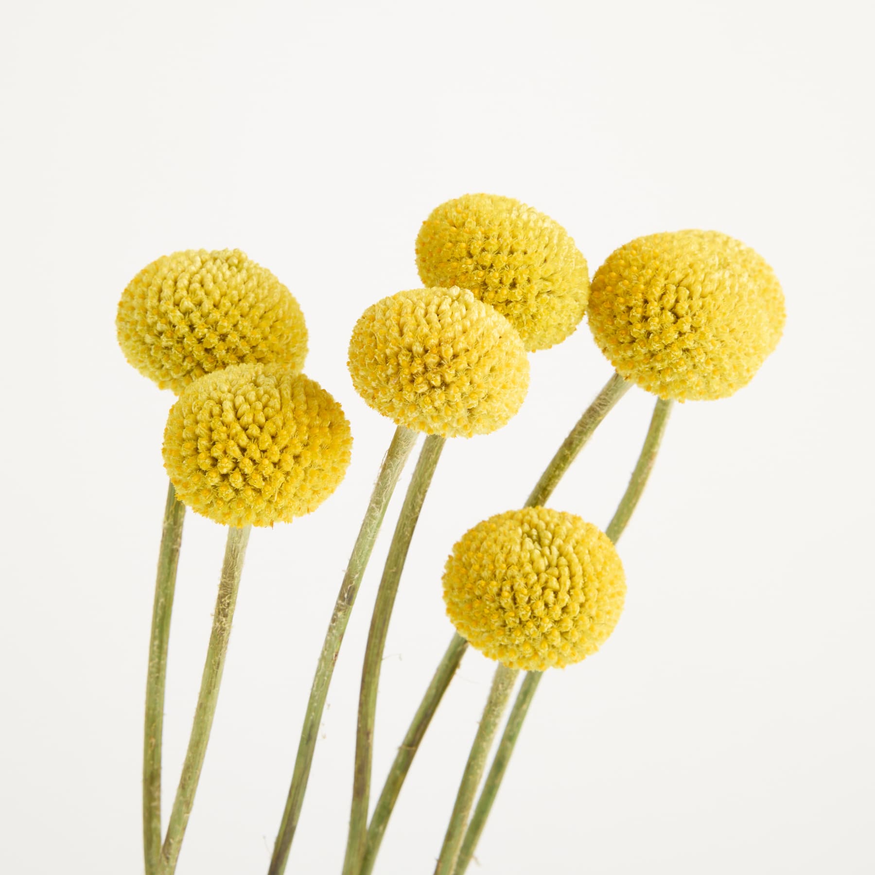 Leuchtend gelbe Craspedia-Blüten, auch bekannt als Kugeldistel, heben sich deutlich vom schlichten weißen Hintergrund ab.