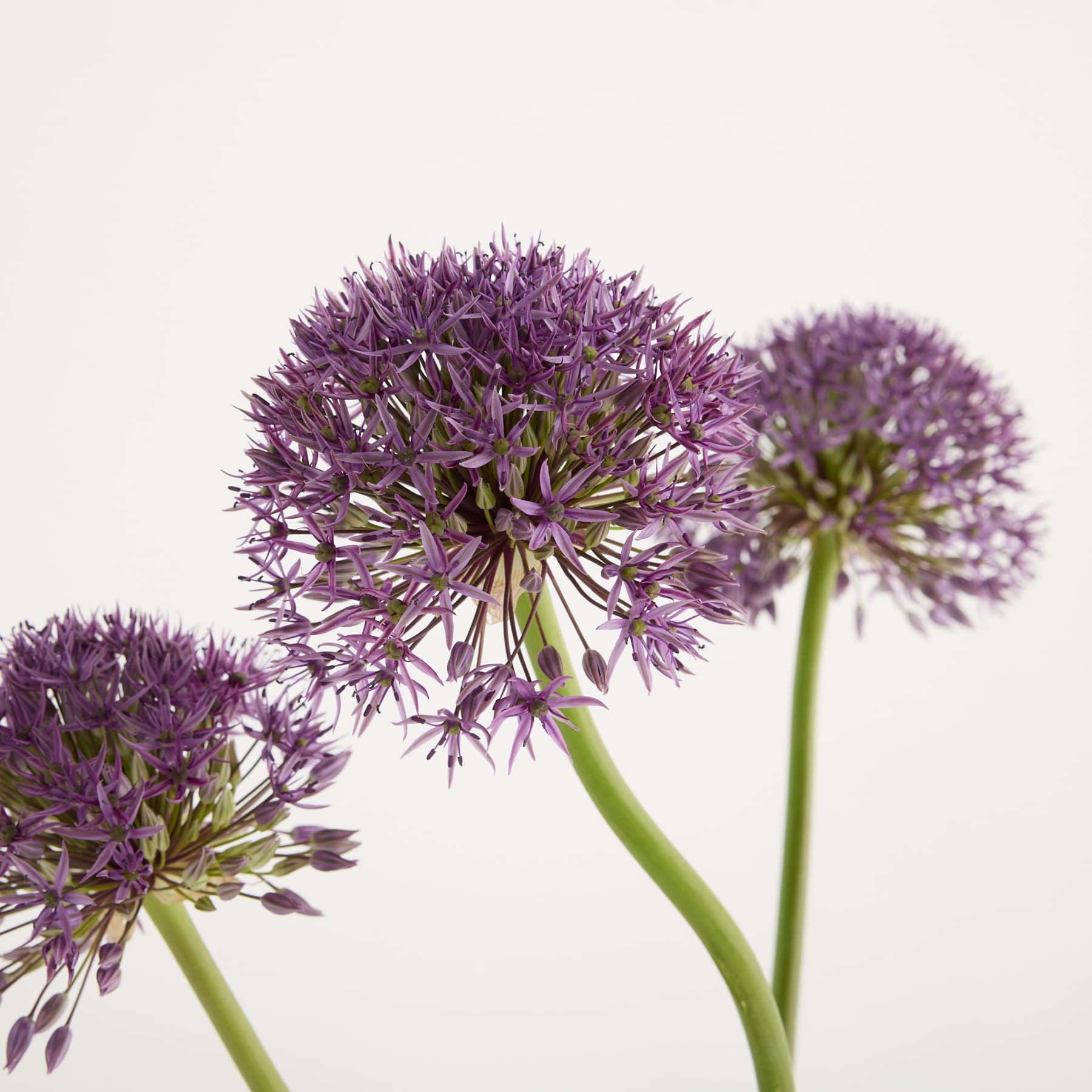 Leuchtend violette Zierlauchblüten mit ihren filigranen, sternförmigen Blüten heben sich von einem schlichten, hellen Hintergrund ab.