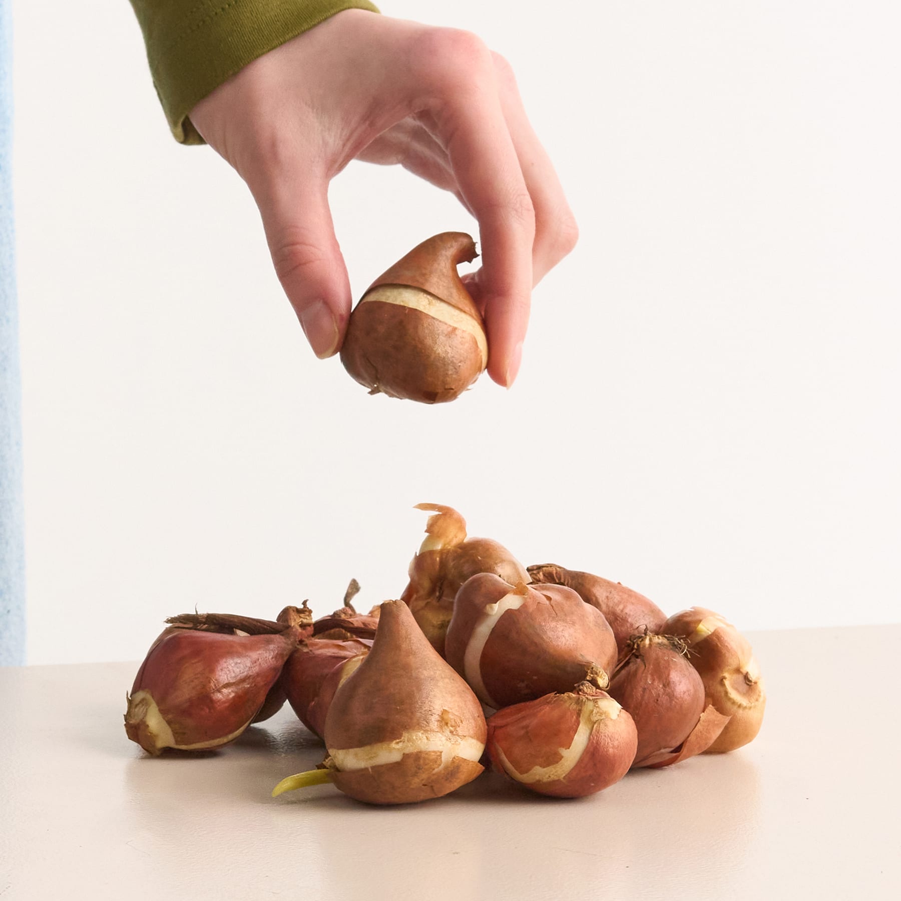 Tulpen 'Macaron' Mix - 12 Zwiebeln