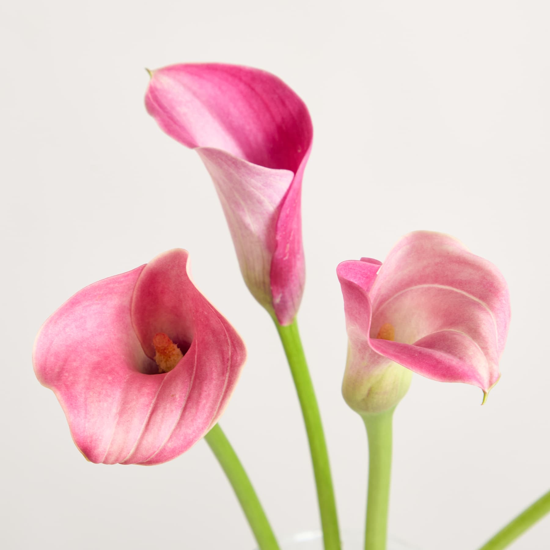 Drei leuchtend pinkfarbene Calla-Lilien mit langen grünen Stielen heben sich von einem schlichten weißen Hintergrund ab.