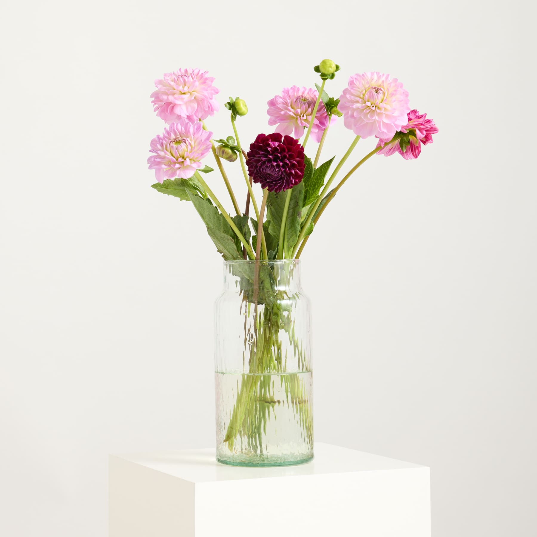 Ein Strauß leuchtend pinkfarbener und burgunderroter Dahlienblüten steht in einer durchsichtigen Glasvase vor einem schlichten weißen Hintergrund.