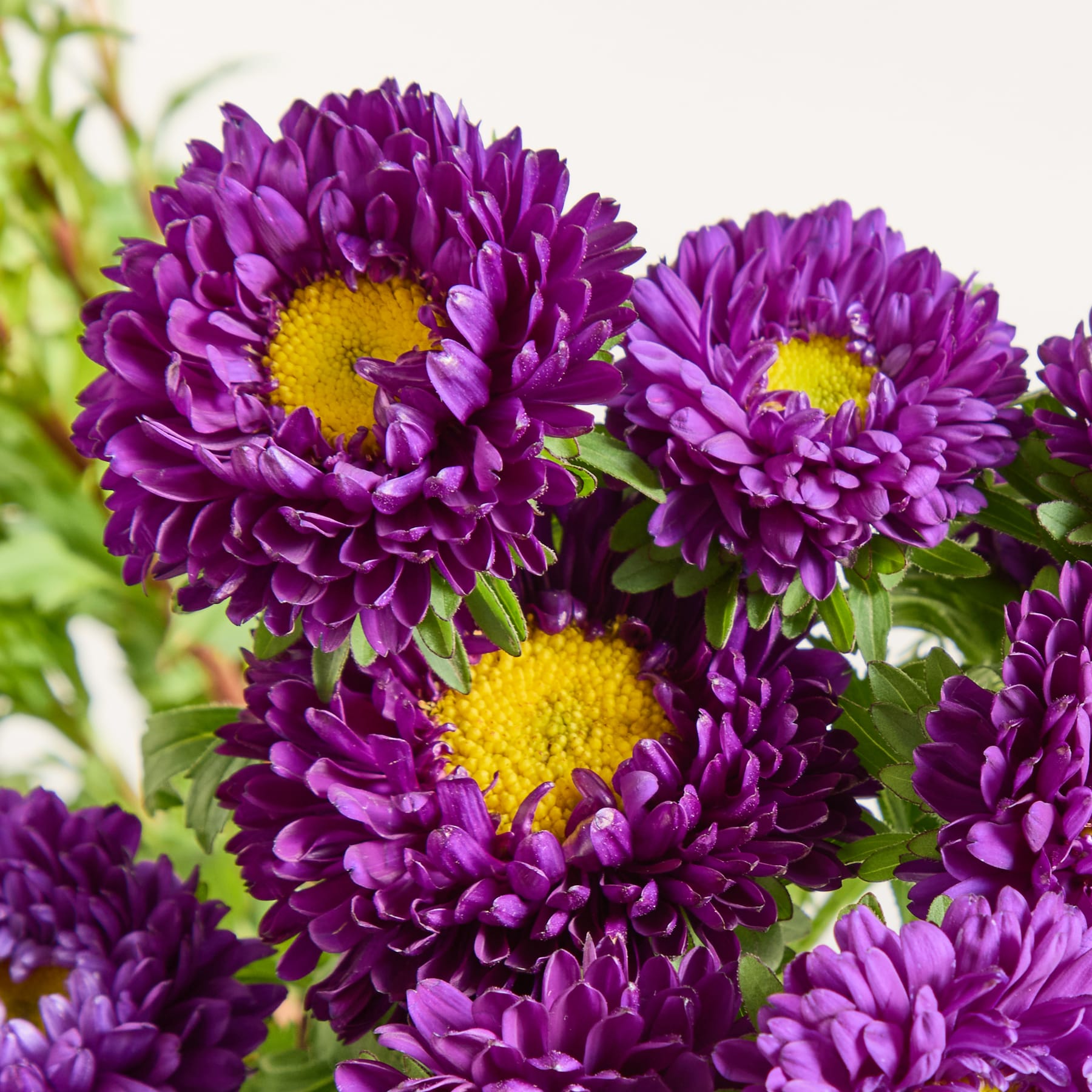 Leuchtend violette Chrysanthemenblüten mit gelben Zentren heben sich vom verschwommenen grünen Laubhintergrund ab.