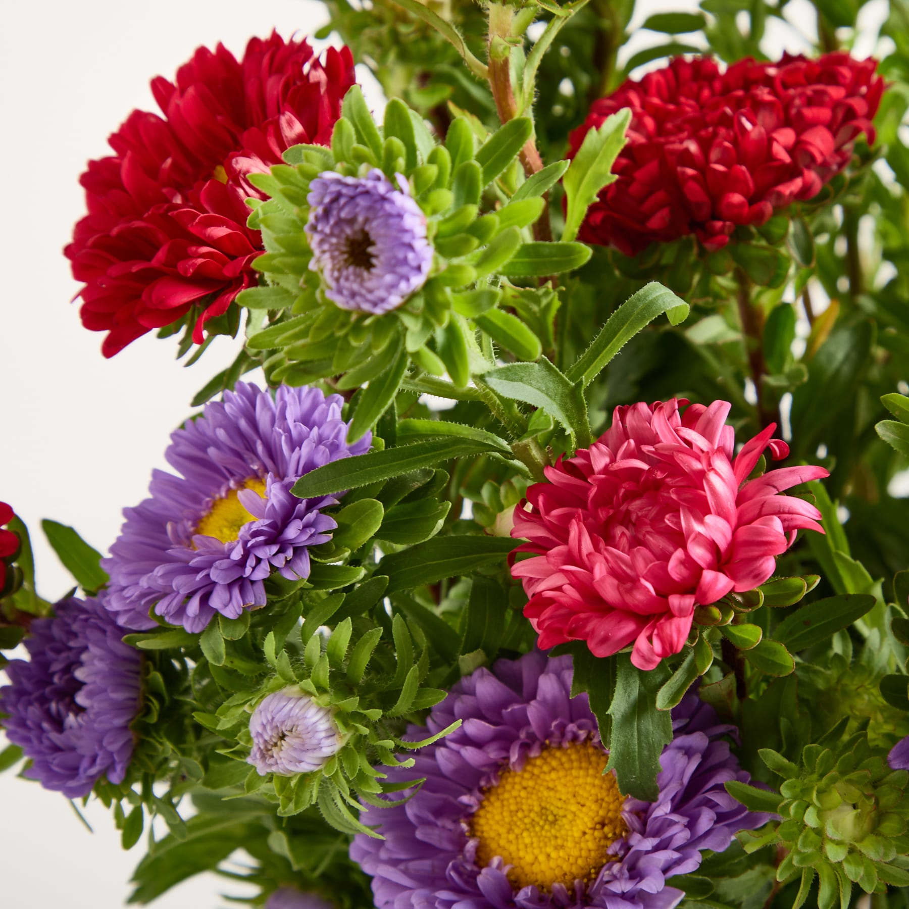 Ein leuchtender Strauß roter, violetter und rosafarbener Chrysanthemen vor einem verschwommenen grünen Laubhintergrund.