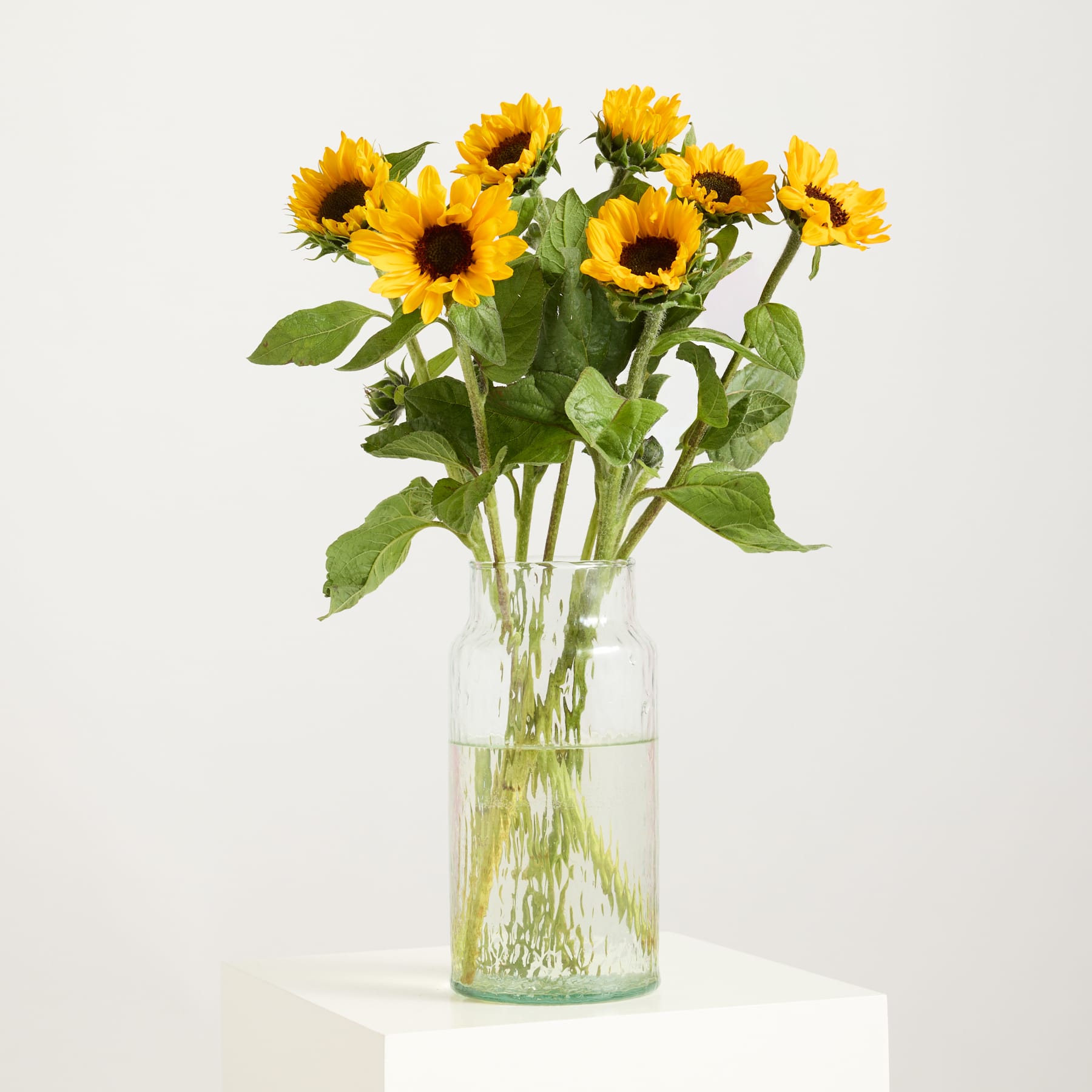 Ein Strauß leuchtend gelber Sonnenblumen in einer Glasvase steht auf einem schlichten weißen Hintergrund.