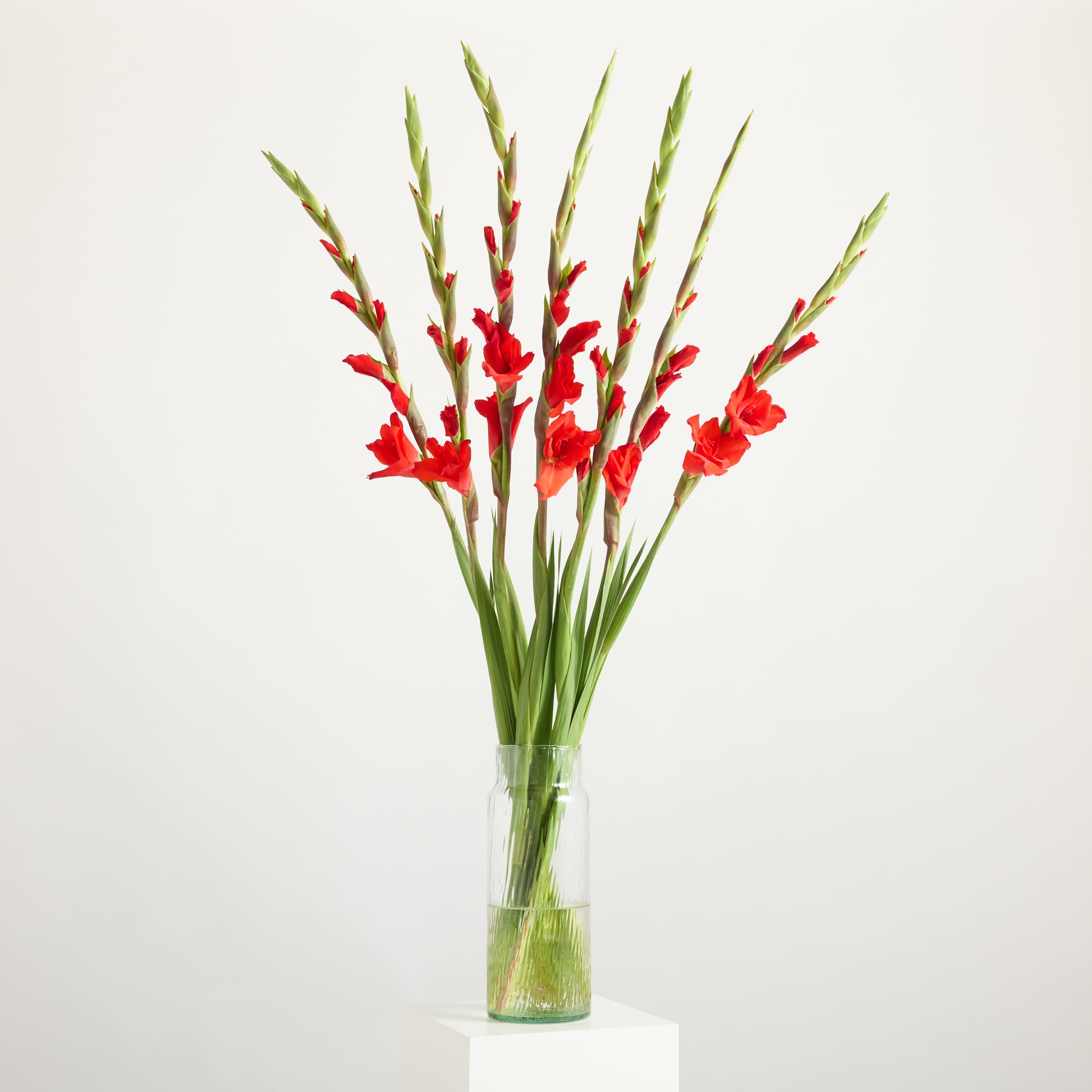 Ein Strauß leuchtend roter Gladiolenblüten steht in einer Glasvase vor einem schlichten weißen Hintergrund.