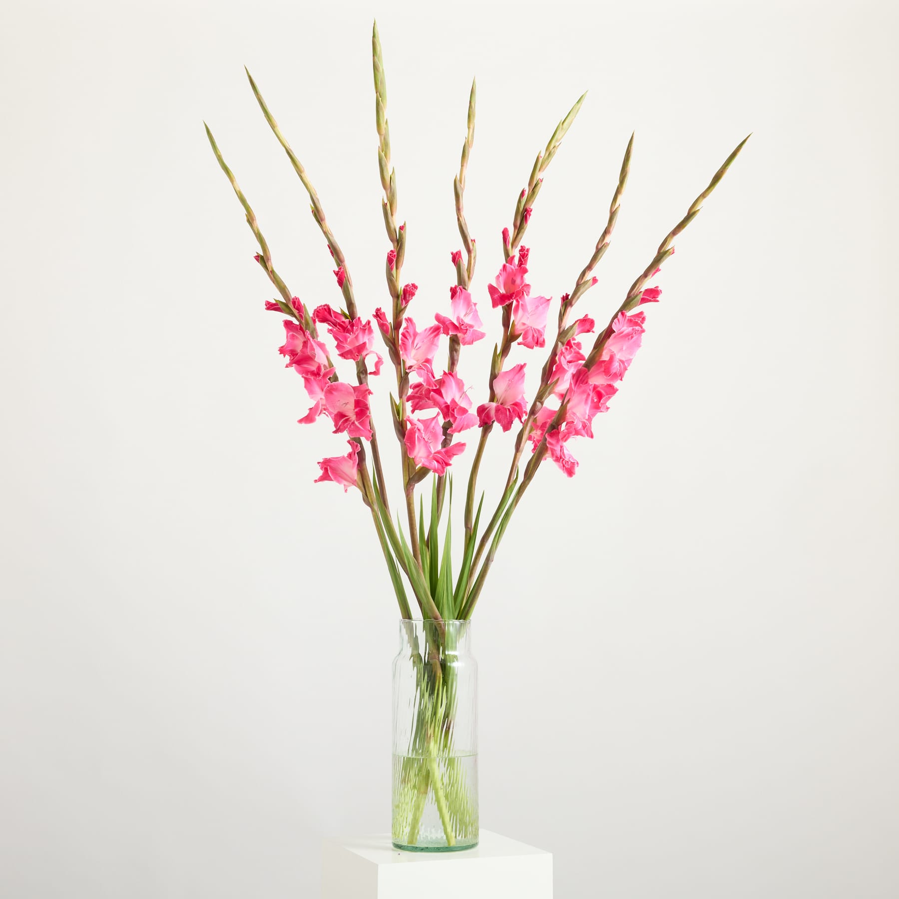 Ein Strauß leuchtend pinkfarbener, orchideenähnlicher Blüten mit langen grünen Stielen steht in einer durchsichtigen Glasvase vor einem schlichten weißen Hintergrund.