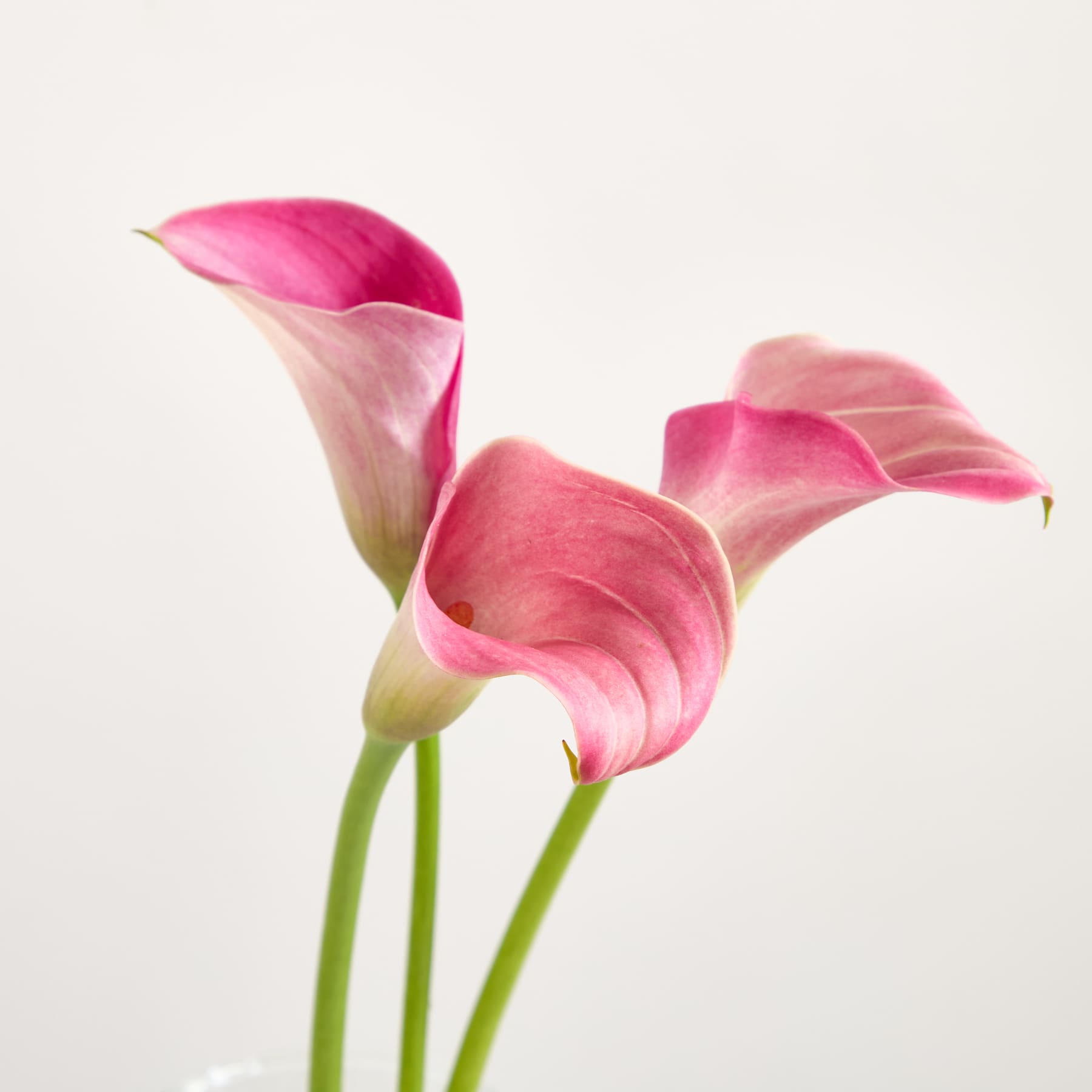 Leuchtend pinkfarbene Calla-Lilien mit zarten Blütenblättern heben sich von einem schlichten weißen Hintergrund ab und bilden eine eindrucksvolle und elegante Blumenkomposition.