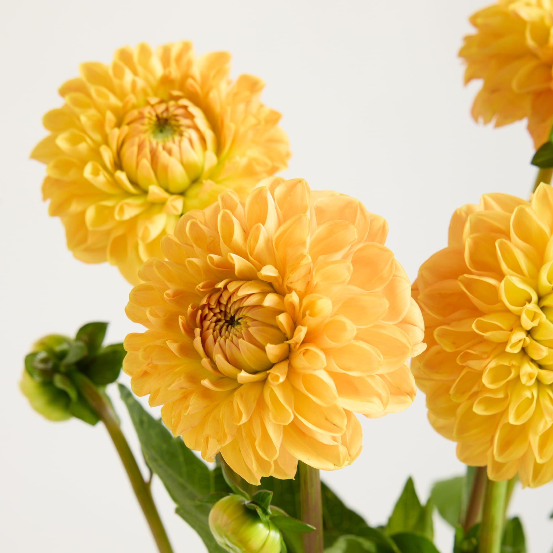 Leuchtend gelbe Dahlienblüten mit üppigem grünem Laub vor schlichtem Hintergrund.