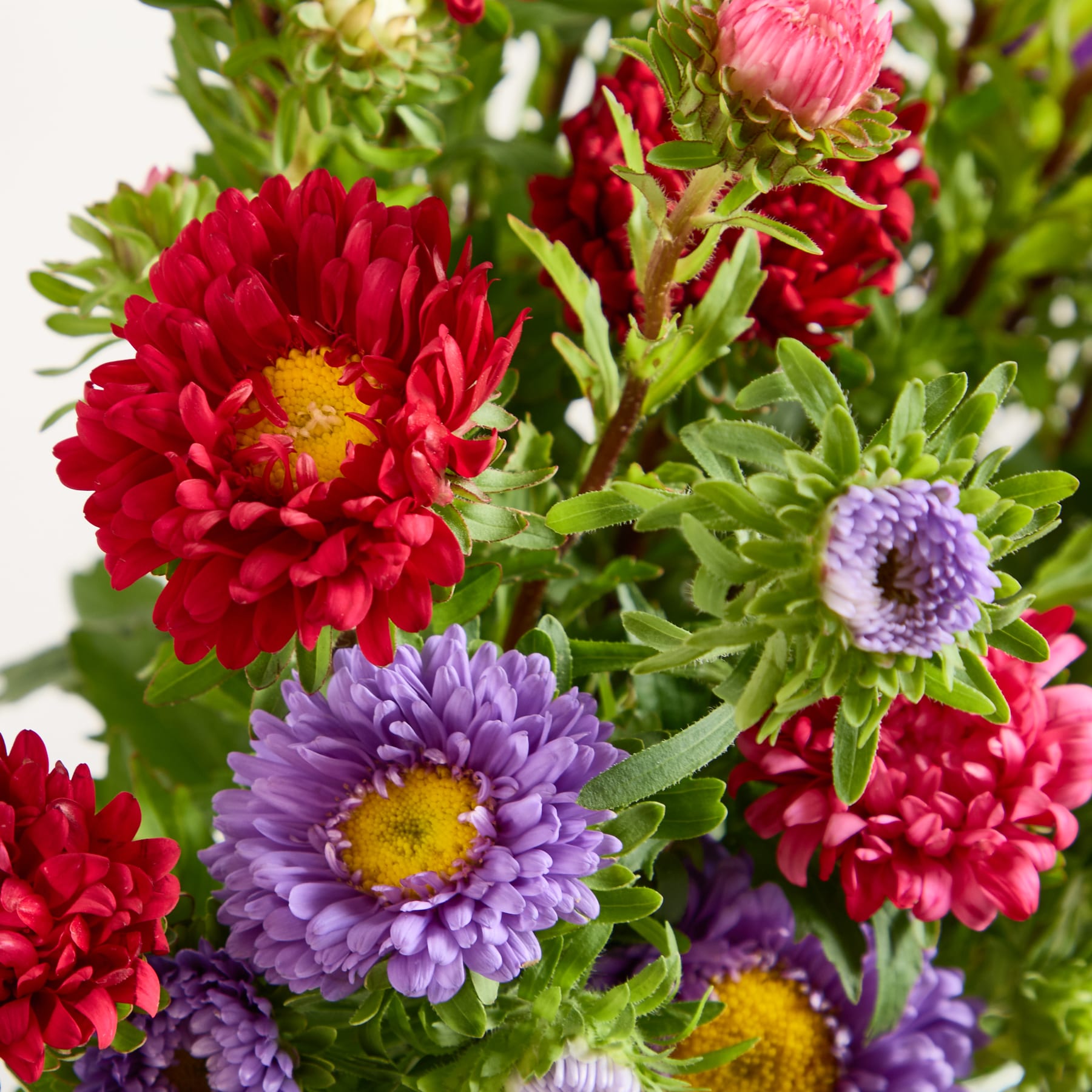 Ein leuchtender Strauß roter und violetter Chrysanthemen vor einem verschwommenen grünen Laubhintergrund.