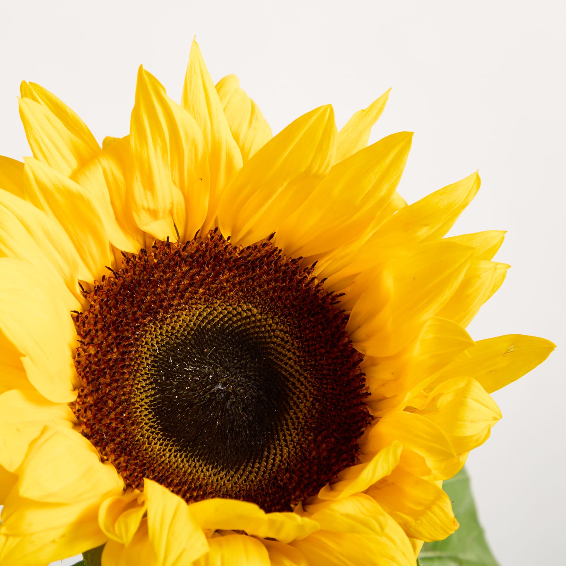 Eine leuchtende Sonnenblume mit ihren großen, goldenen Blütenblättern und dem dunklen Zentrum füllt das Bild vor einem schlichten weißen Hintergrund.