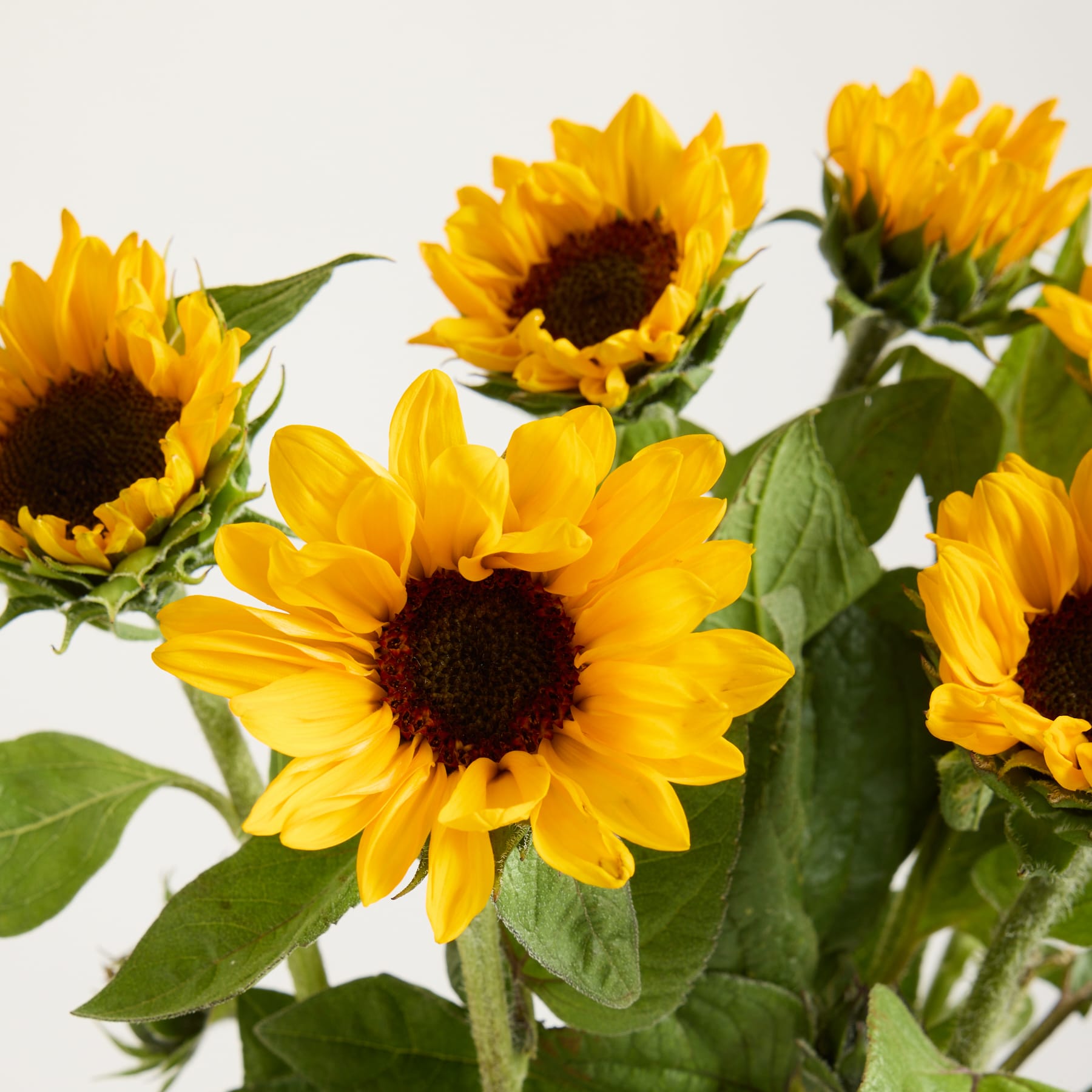 Leuchtend gelbe Sonnenblumen mit üppig grünen Blättern füllen das Bild und schaffen vor einem schlichten Hintergrund eine fröhliche und natürliche Komposition.
