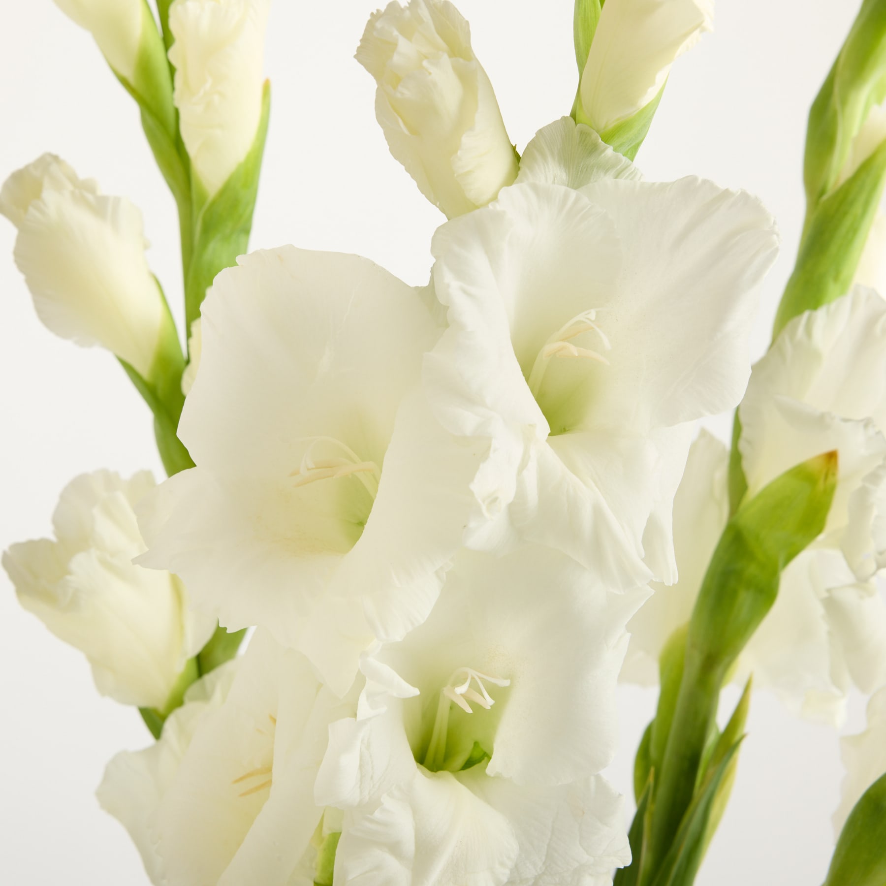 Zarte weiße Gladiolenblüten mit üppigen grünen Stängeln und Blättern füllen das Bild und schaffen eine ruhige und elegante Komposition vor einem schlichten weißen Hintergrund.