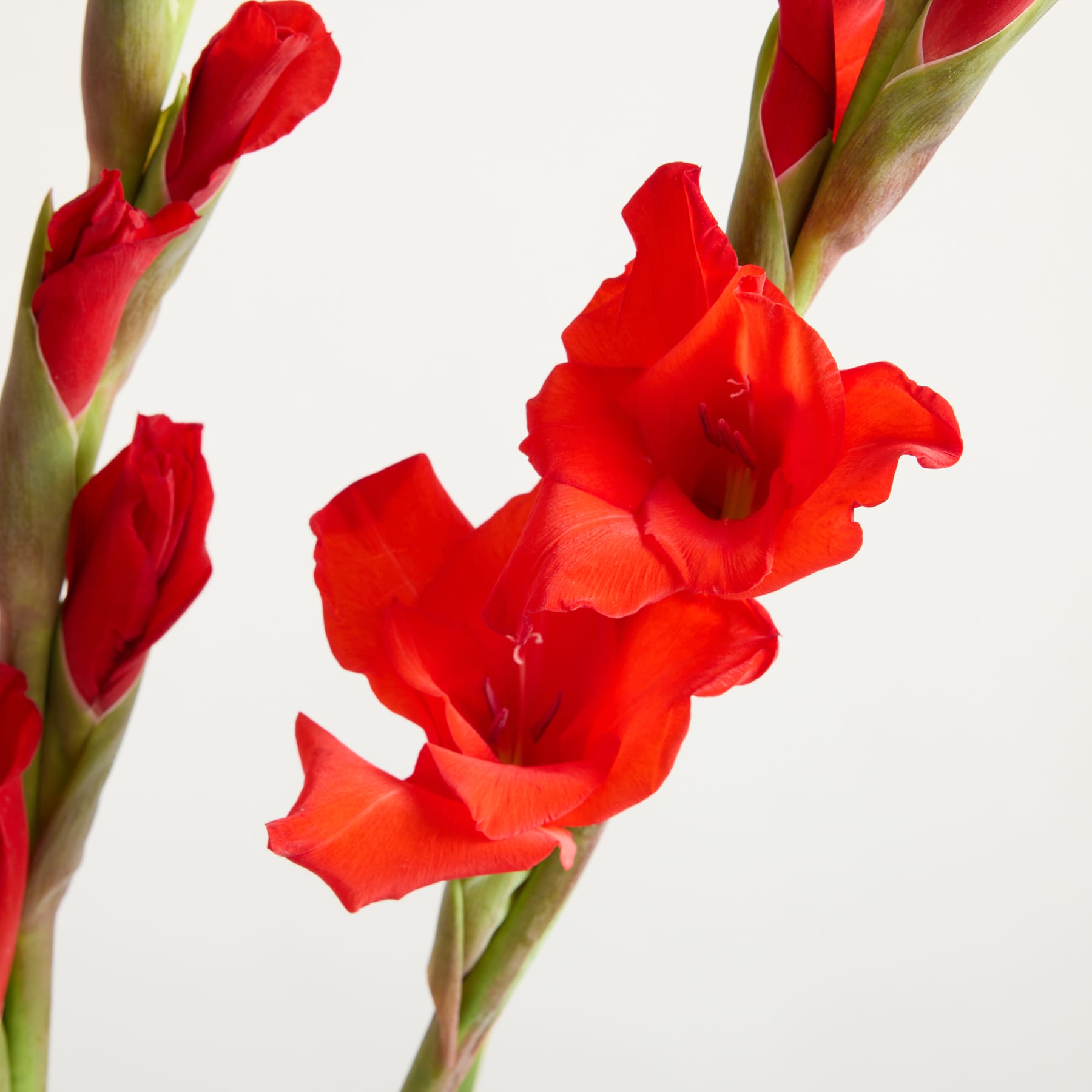 Leuchtend rote Gladiolenblüten mit üppig grünen Stängeln heben sich vom schlichten weißen Hintergrund ab und schaffen eine eindrucksvolle und visuell fesselnde Komposition.
