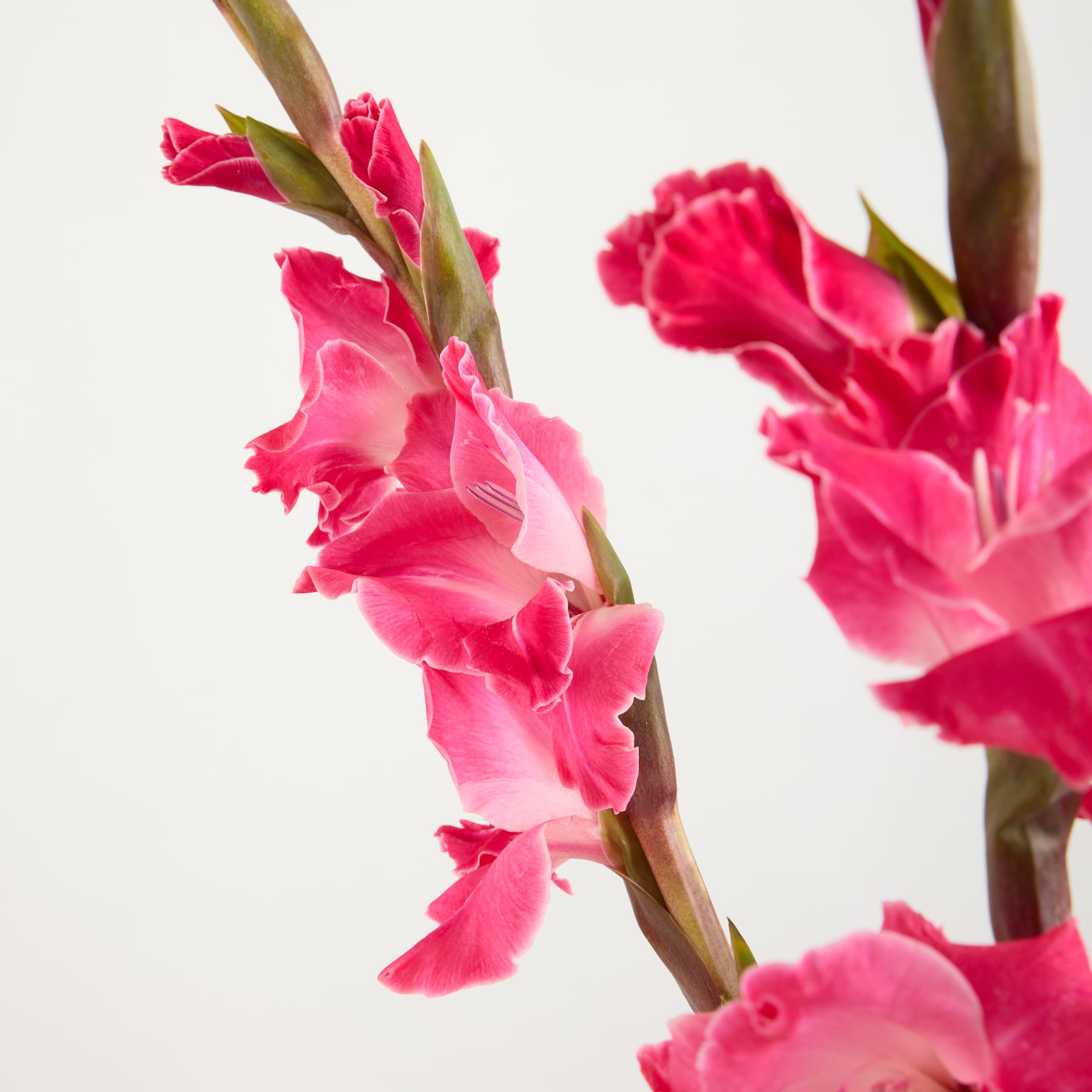 Leuchtend rosa Nelkenblüten mit zarten Blütenblättern und grünen Stielen vor schlichtem weißen Hintergrund.