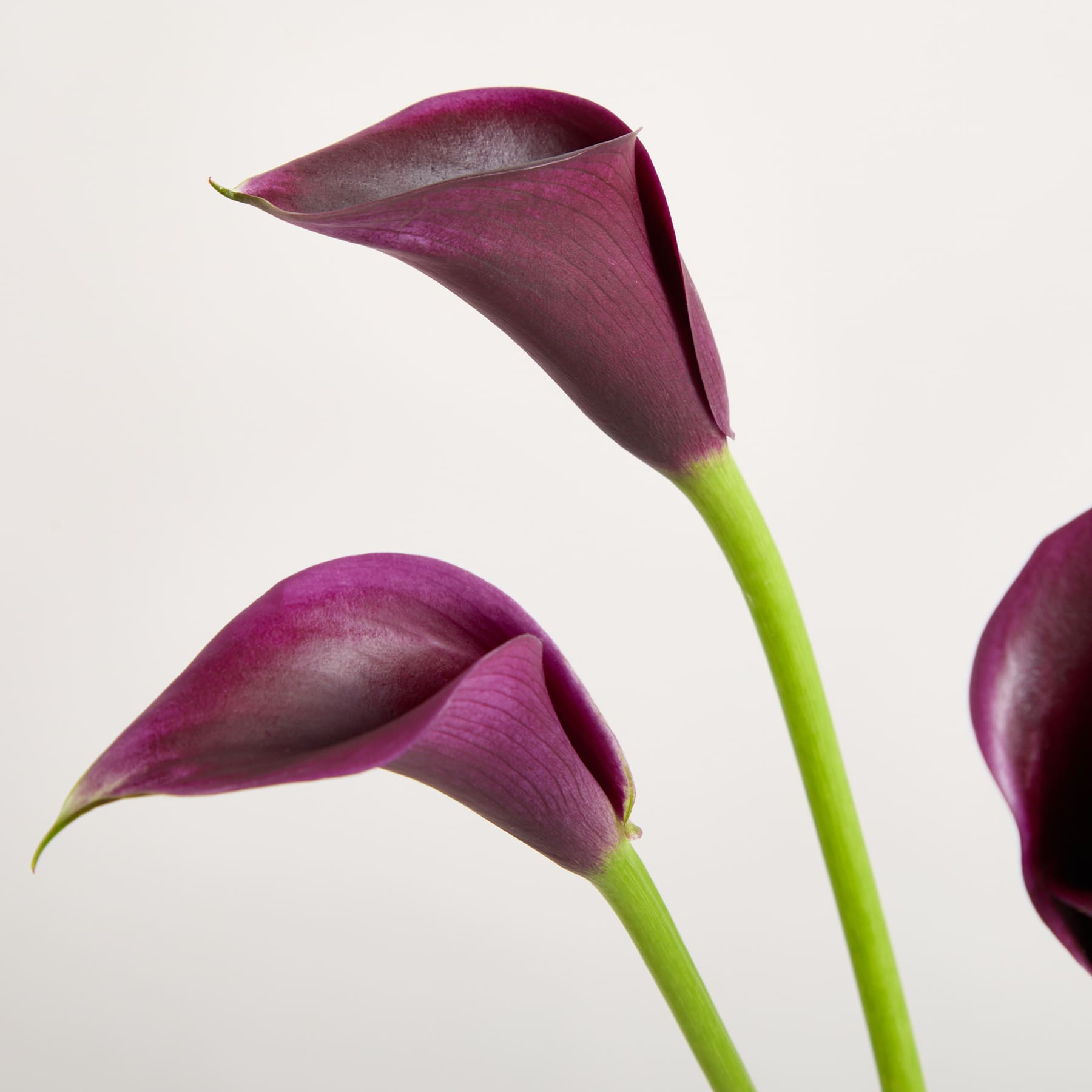 Leuchtend violette Calla-Lilien mit langen grünen Stielen heben sich vom schlichten weißen Hintergrund ab und schaffen eine eindrucksvolle und elegante Blumenkomposition.