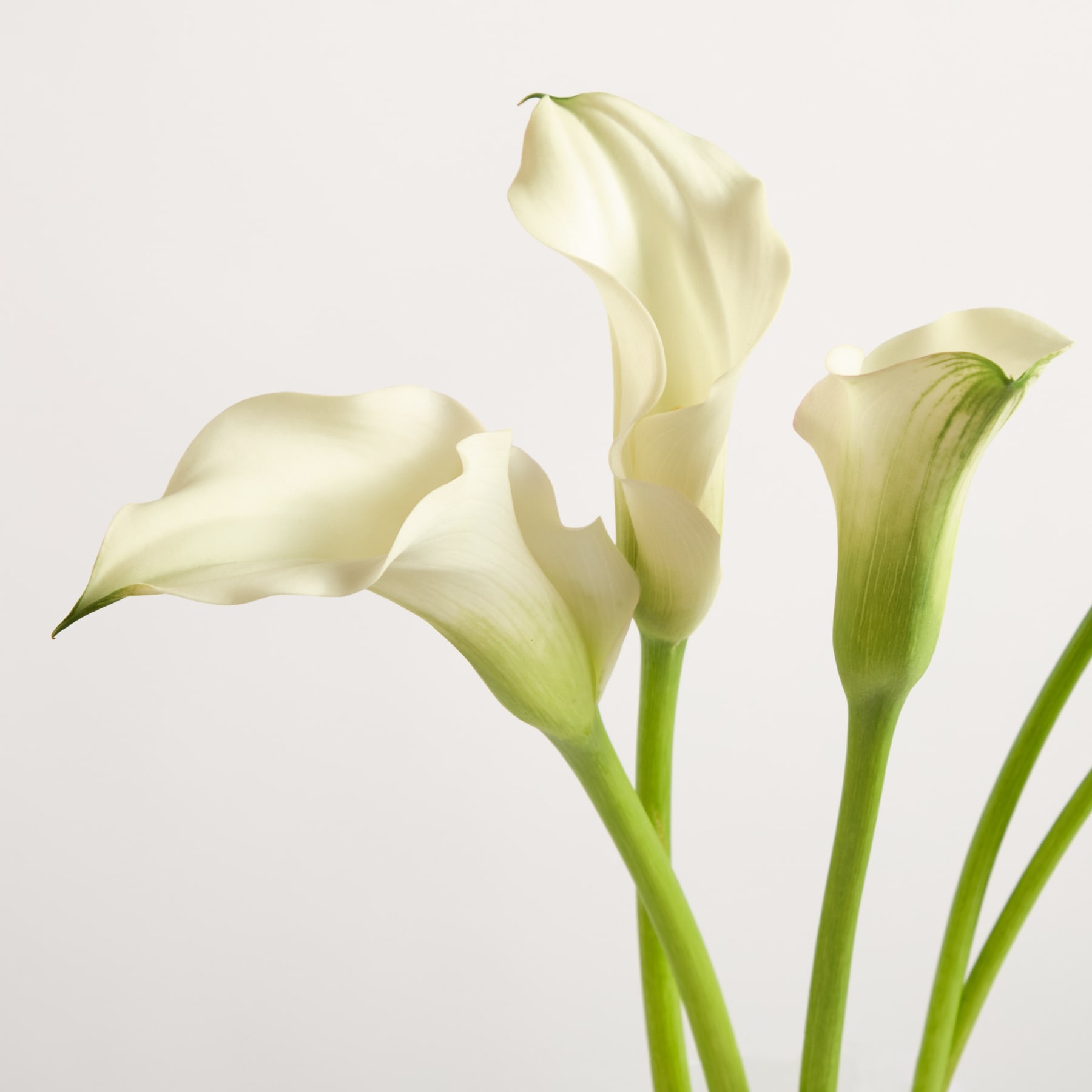 Zarte weiße Calla-Lilien mit grünen Stängeln und Blättern vor einem schlichten weißen Hintergrund.