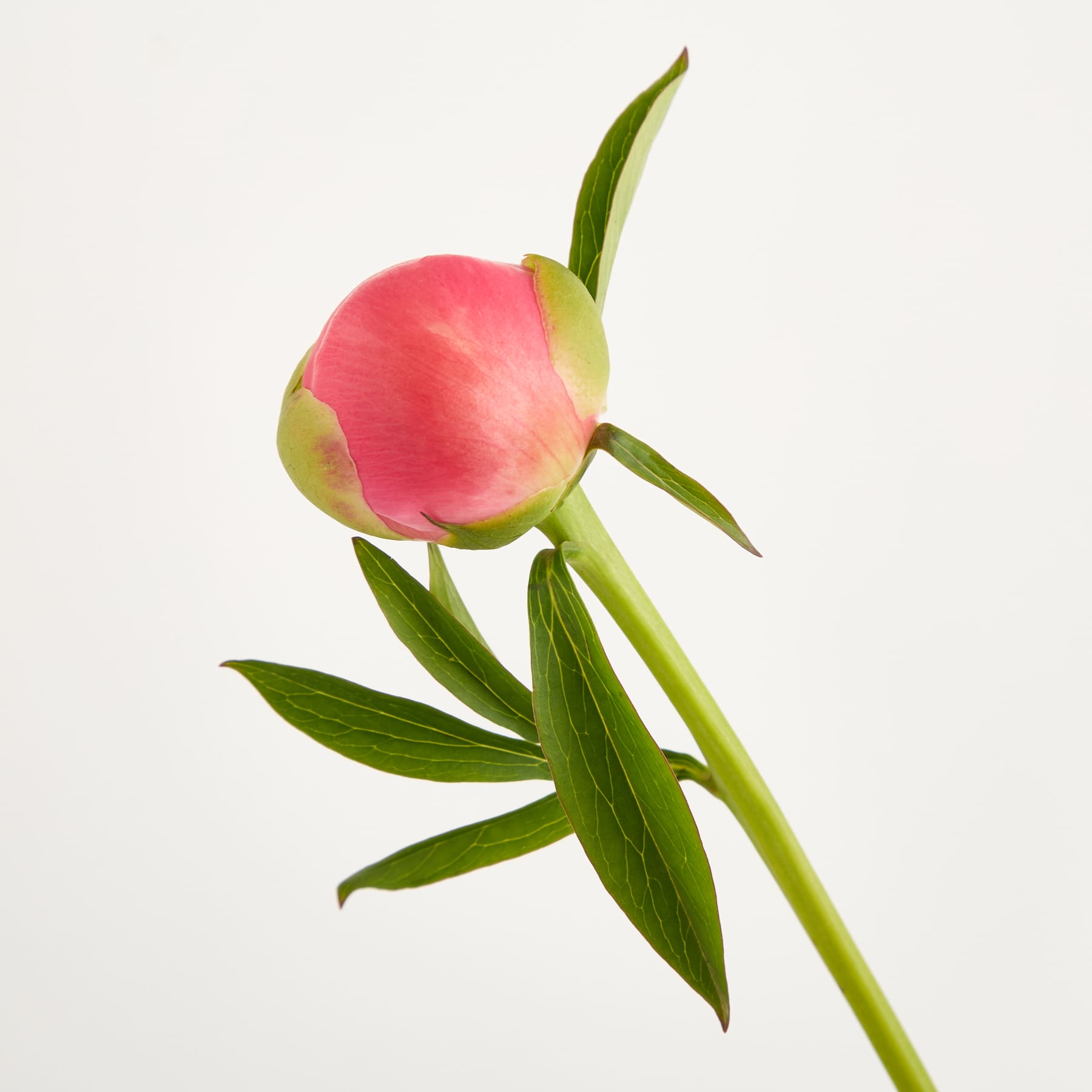 Eine leuchtend rosa Pfingstrosenblüte mit zarten Blütenblättern und einer üppigen, vollen Blüte steht vor einem schlichten, weißen Hintergrund.