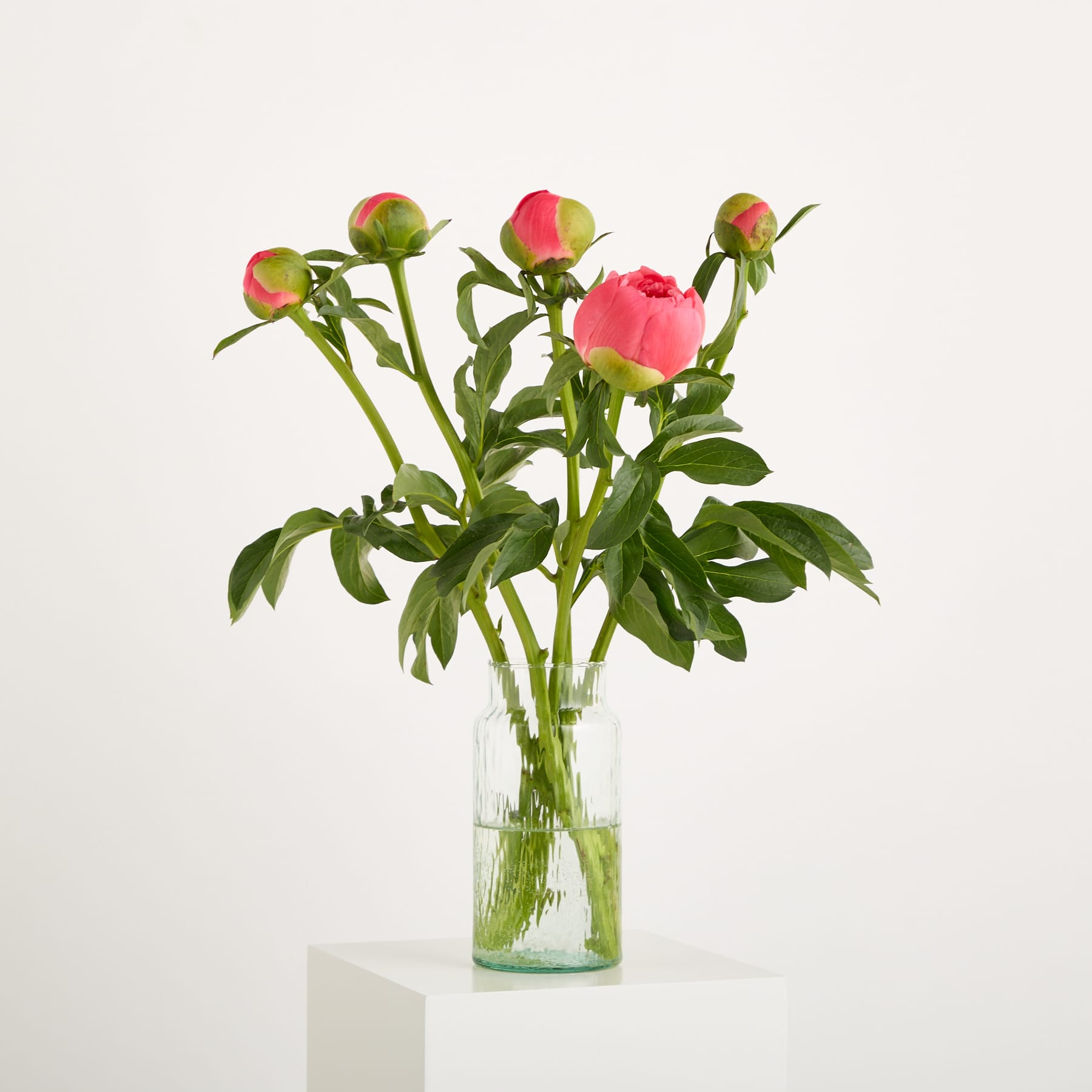 Eine leuchtend rosa Pfingstrosenblüte in voller Blüte, umgeben von üppigen grünen Blättern, steht vor einem schlichten weißen Hintergrund.