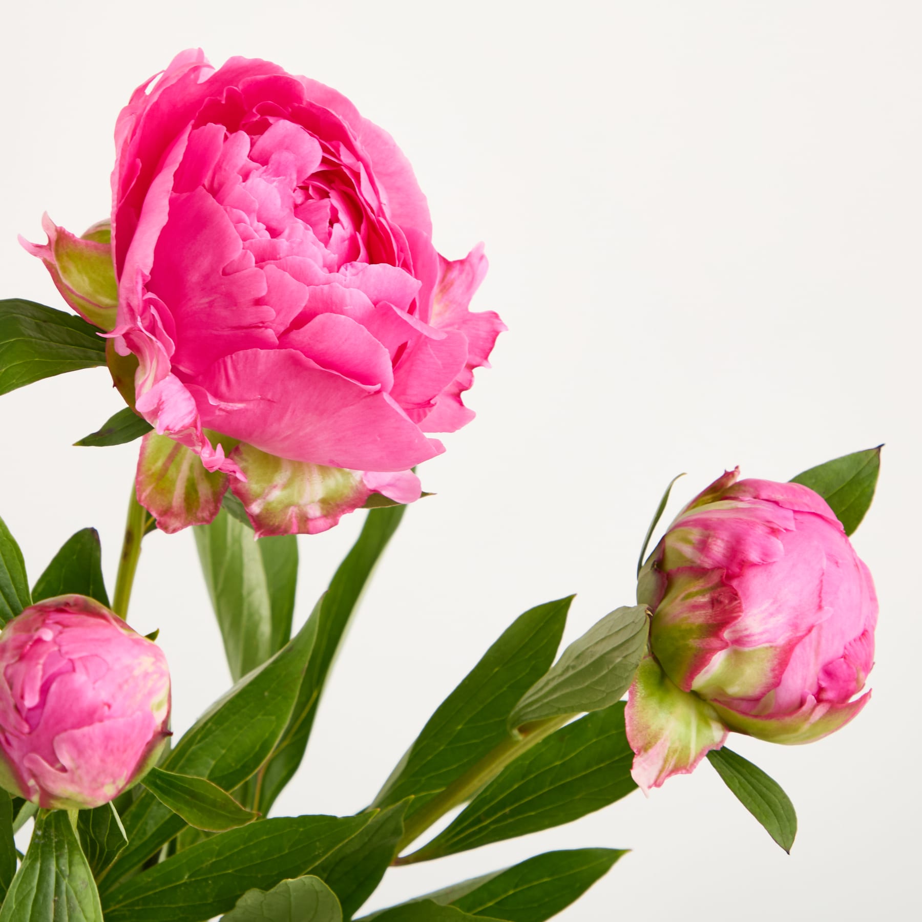 Eine leuchtend rosa Pfingstrosenblüte mit üppigen grünen Blättern hebt sich von einem schlichten weißen Hintergrund ab.