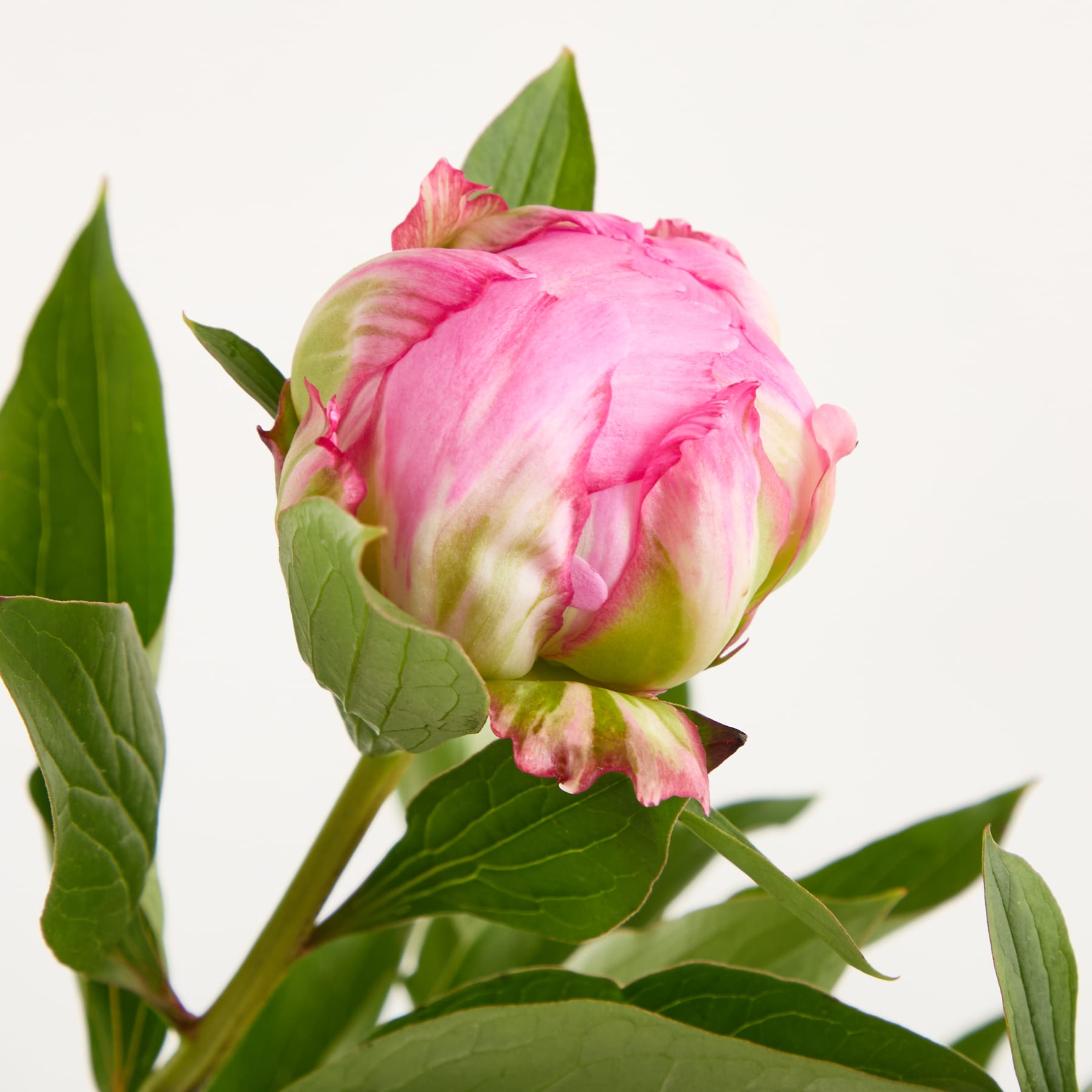 Eine leuchtend rosa Pfingstrosenblüte mit üppigen, zarten Blütenblättern steht vor einem schlichten weißen Hintergrund.