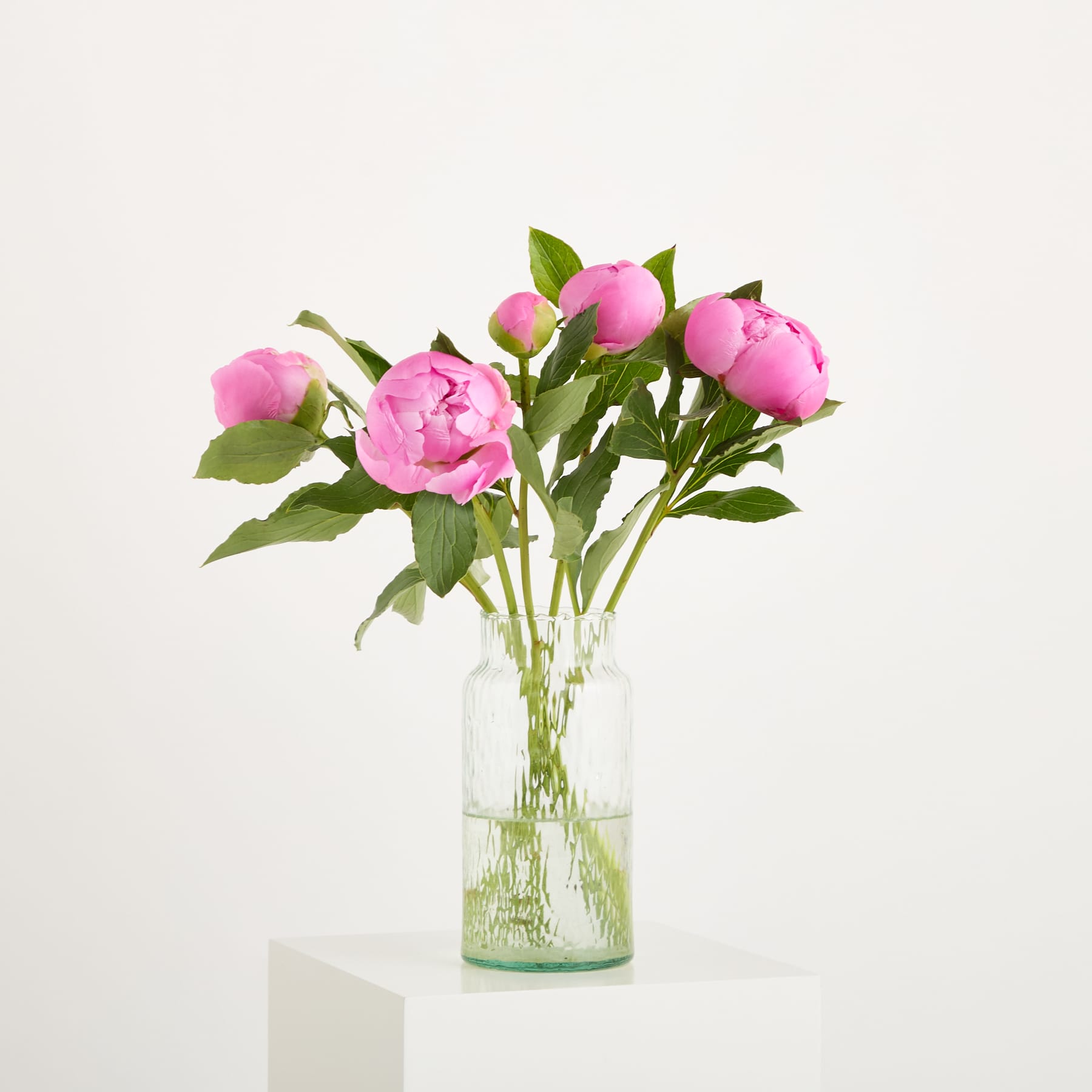Eine leuchtend rosa Pfingstrosenblüte in voller Blüte, umgeben von üppigen grünen Blättern, hebt sich von einem schlichten weißen Hintergrund ab.
