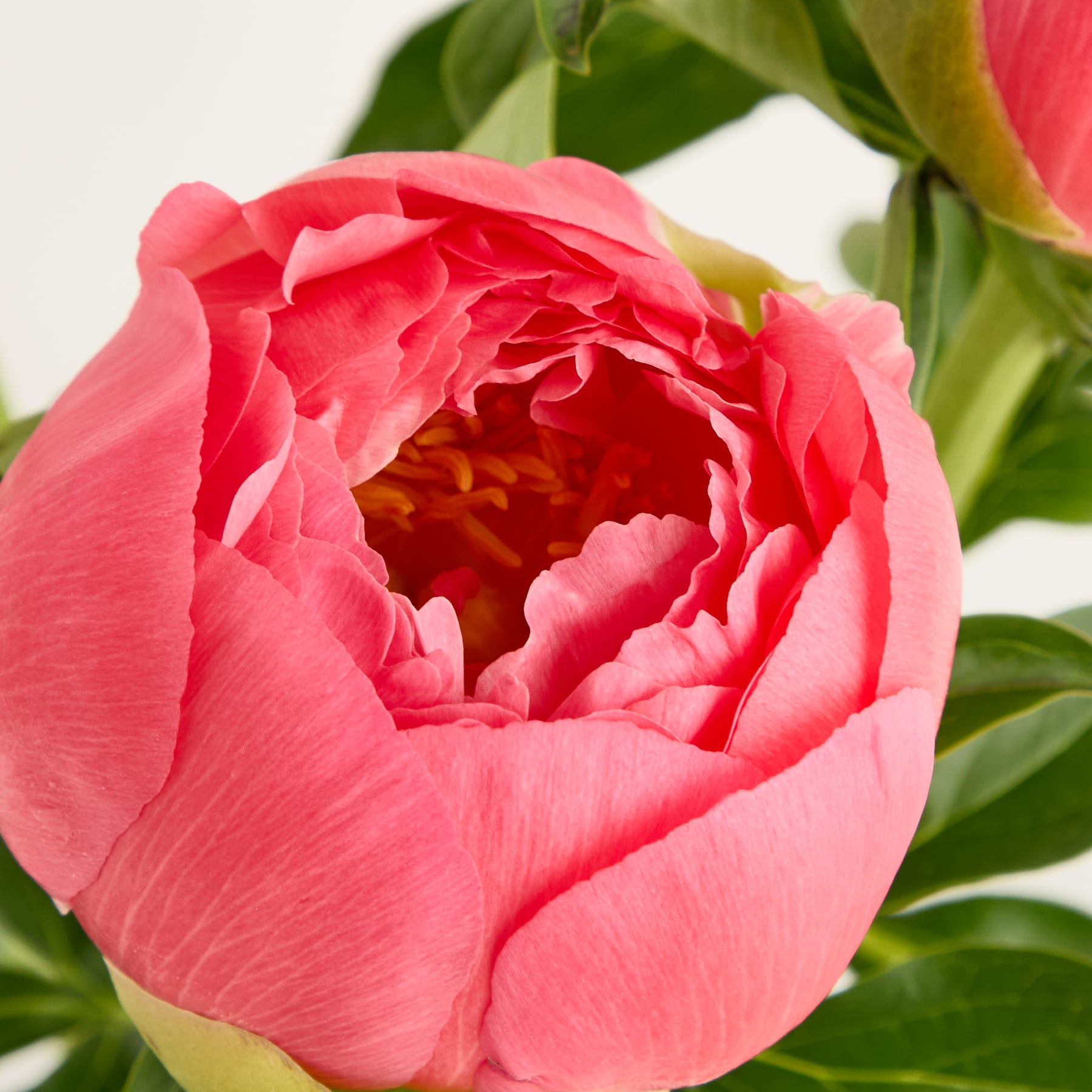 Ein Strauß leuchtend rosa Rosen mit grünen Blättern in einer Glasvase vor einem schlichten weißen Hintergrund.