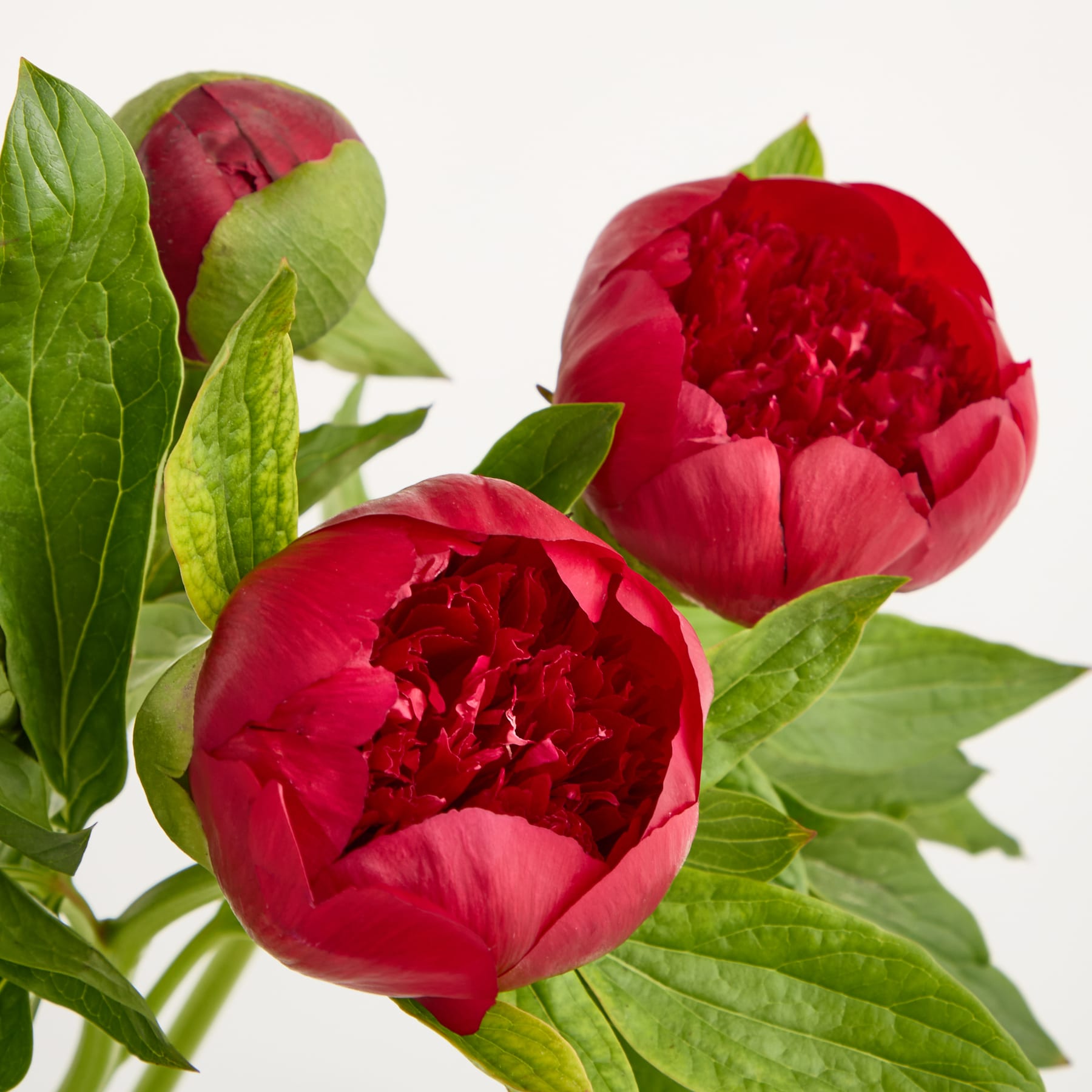 Eine leuchtend tiefrote Pfingstrosenblüte in voller Blüte, umgeben von üppigen grünen Blättern, hebt sich vor einem schlichten Hintergrund ab.