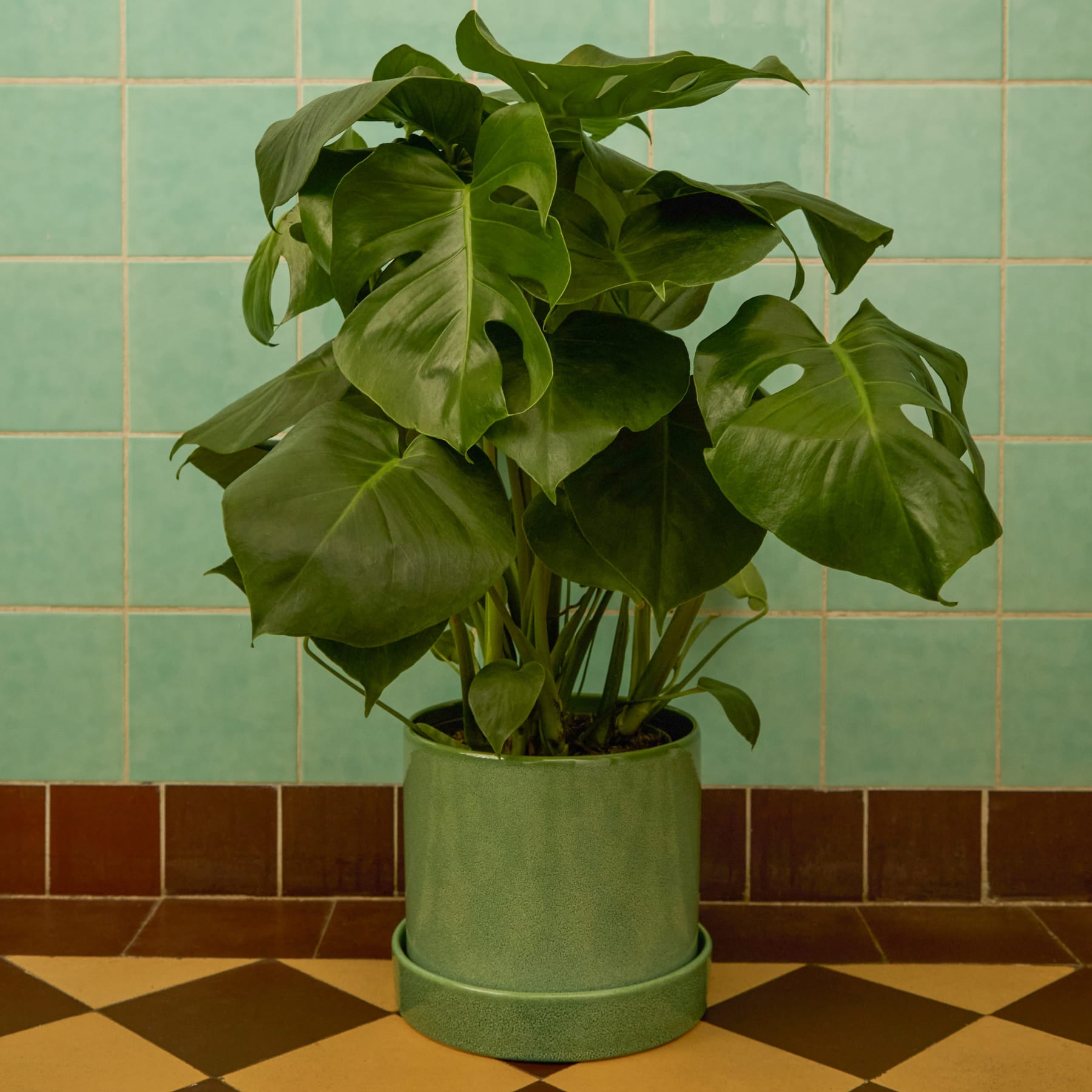 Monstera 'Deliciosa' M