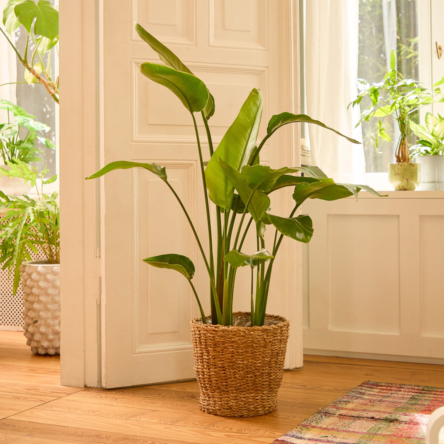 Die Hände einer Person berühren sanft die großen grünen Blätter einer Topfpflanze vor einem schlichten weißen Hintergrund.