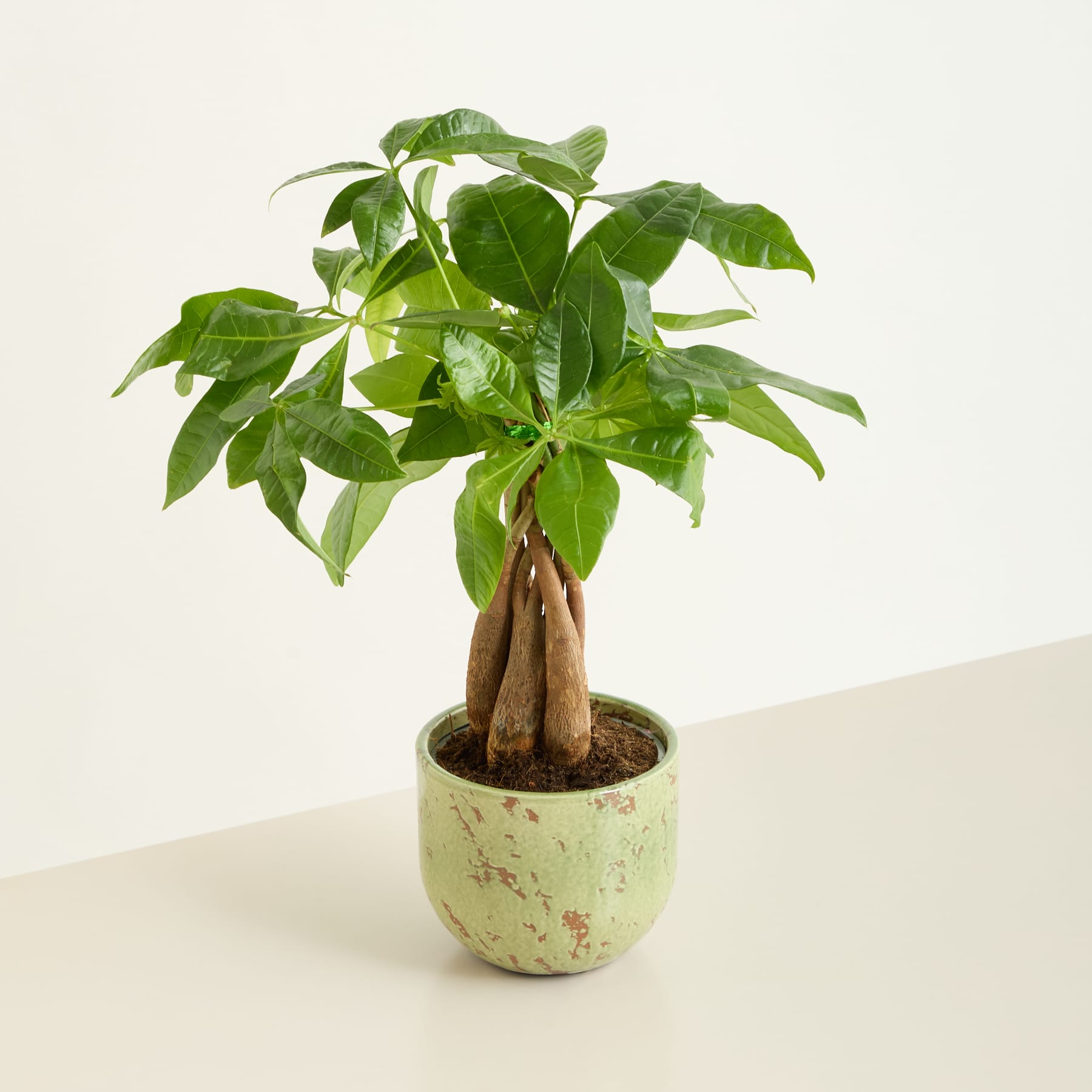Eine üppige, grüne Pachira aquatica, allgemein bekannt als Geldbaum, ist in einem dekorativen Keramikgefäß mit gesprenkeltem Muster auf schlichtem, hellfarbigem Hintergrund eingetopft.