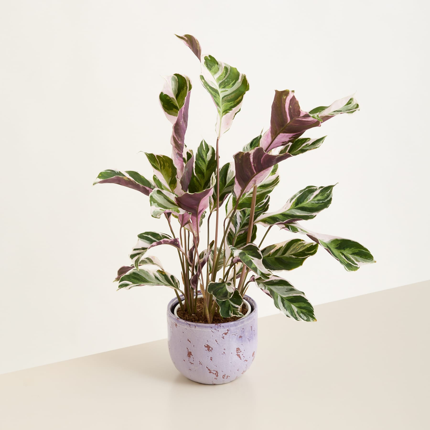 Eine farbenfrohe Zimmerpflanze mit großen, panaschierten Blättern in Grün- und Violetttönen, eingetopft in einem dekorativen Keramikgefäß, bildet einen schönen Kontrast zum schlichten, hellen Hintergrund.
