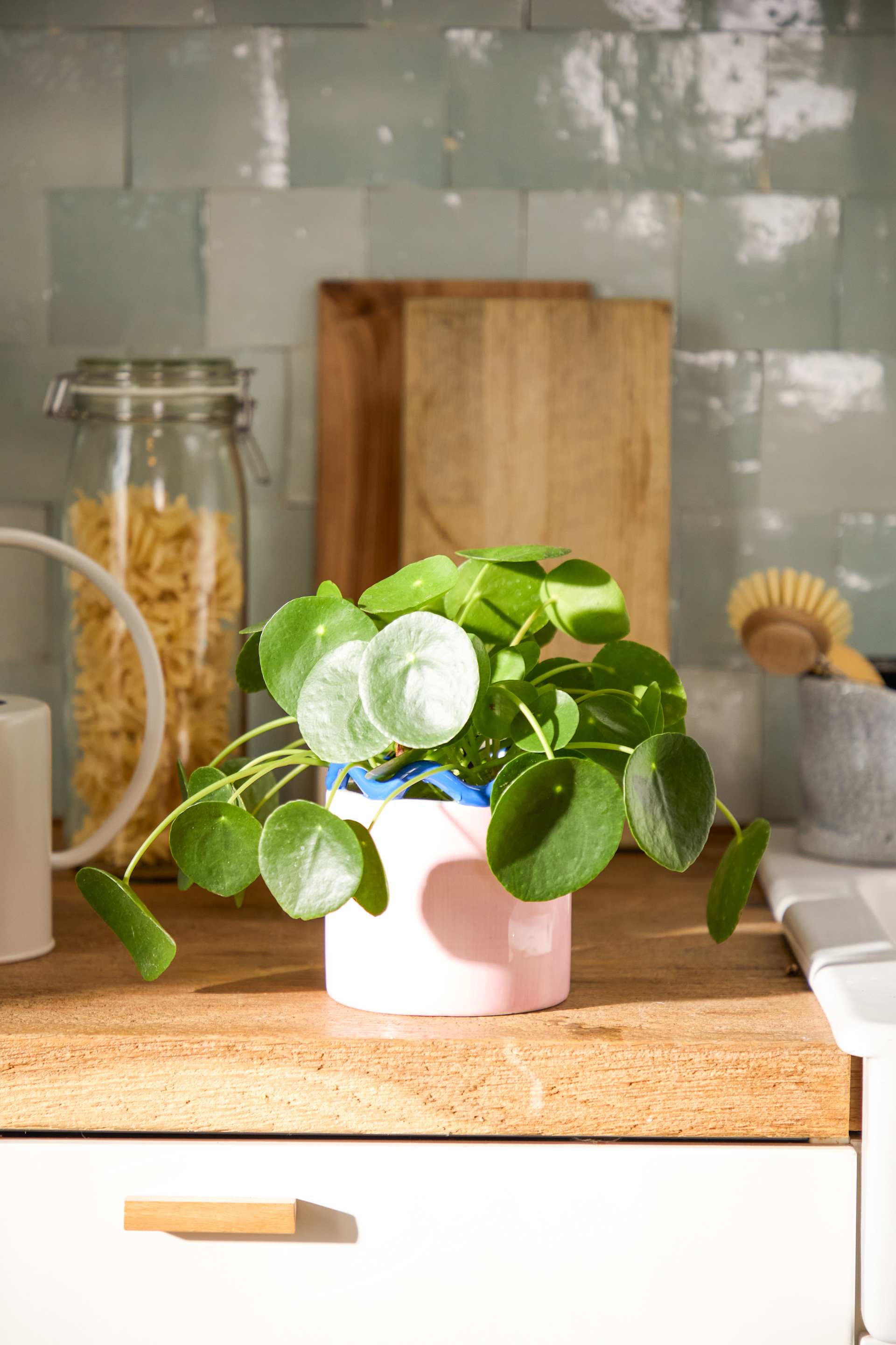 Ein hölzernes Schneidebrett auf einer Küchentheke, im Hintergrund eine Topfpflanze, Einmachgläser und andere Küchenutensilien.