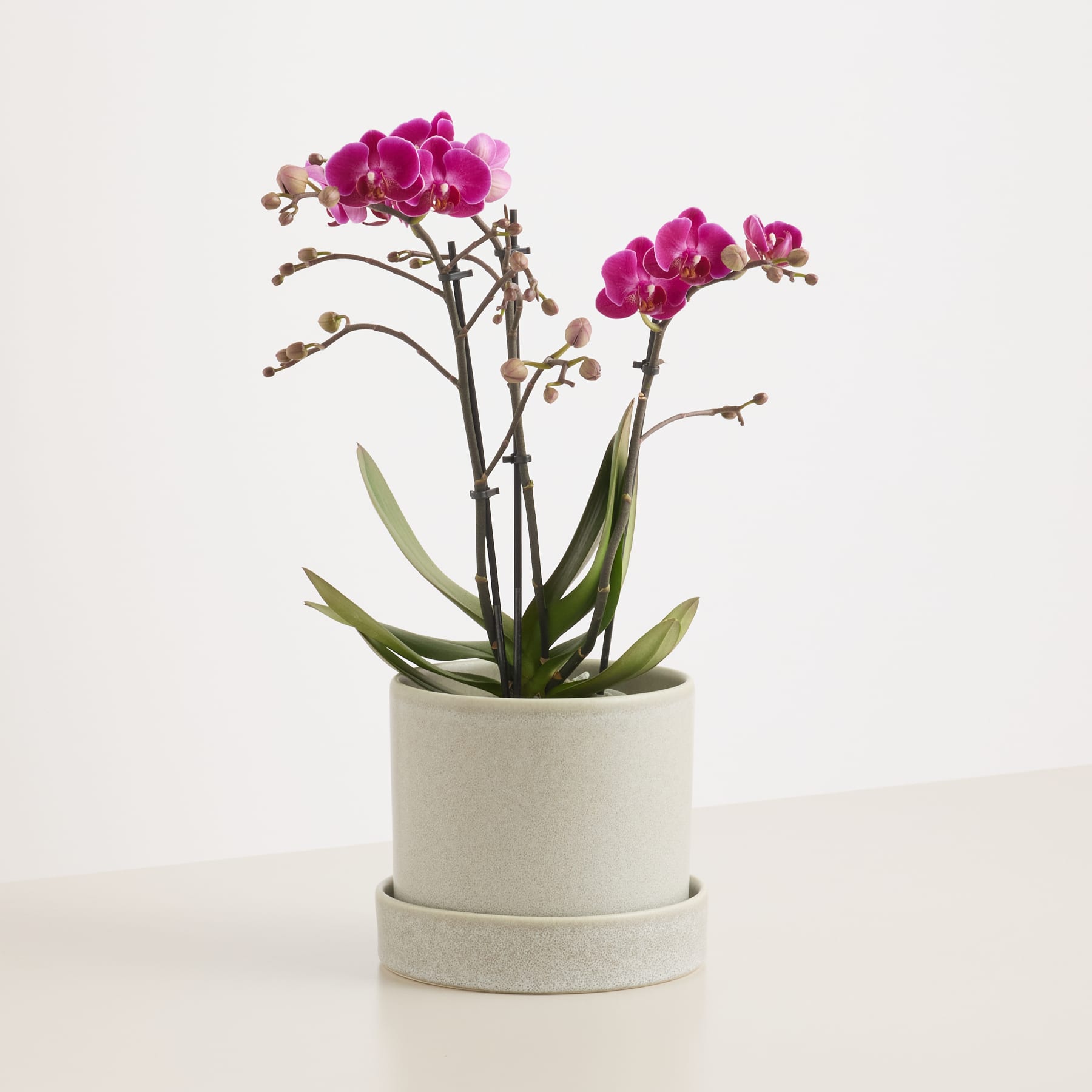 Orchidee 'Morelia' - ohne Übertopf