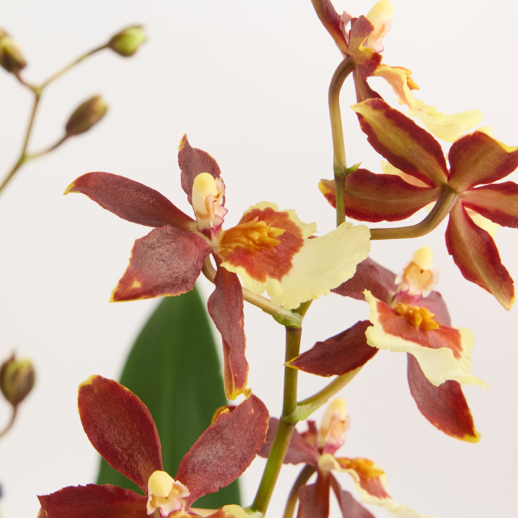 Orchidee 'Cambria Pacific Twilight' - ohne Übertopf