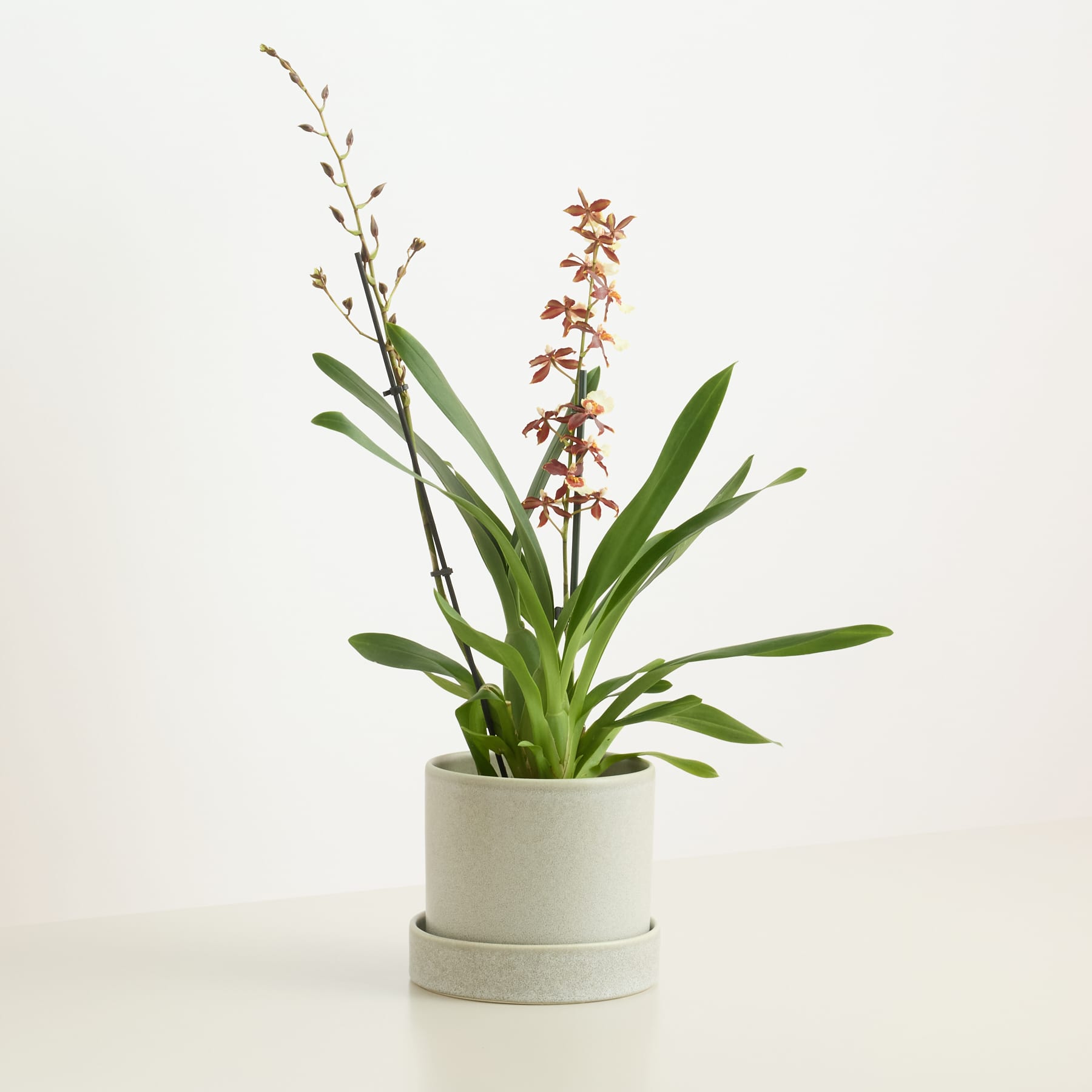 Orchidee 'Cambria Pacific Twilight' - ohne Übertopf