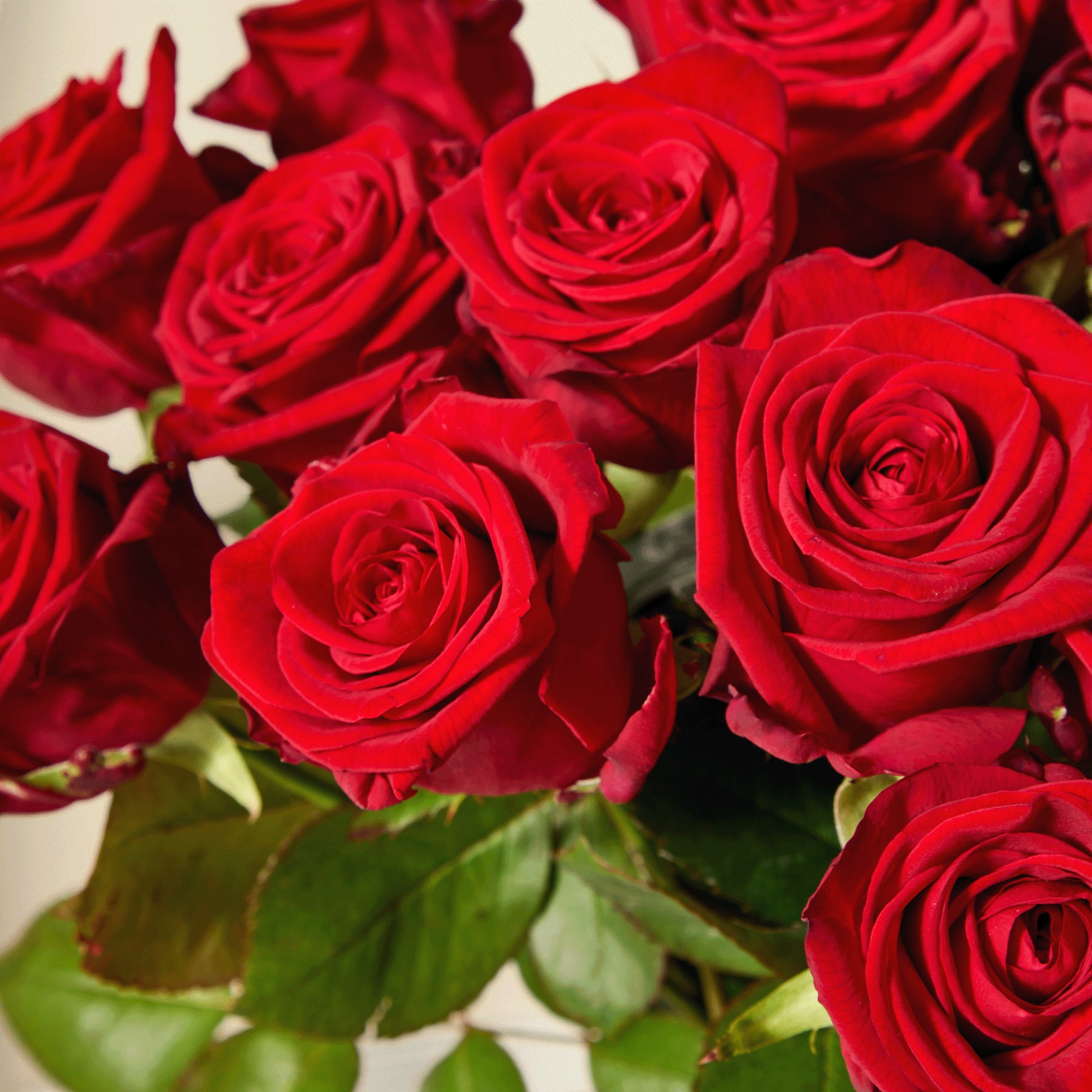 Ein leuchtender Strauß üppiger, tiefroter Rosen füllt den Rahmen, deren samtige Blütenblätter in einer bezaubernden Anordnung vor einem schlichten, hellen Hintergrund angeordnet sind.