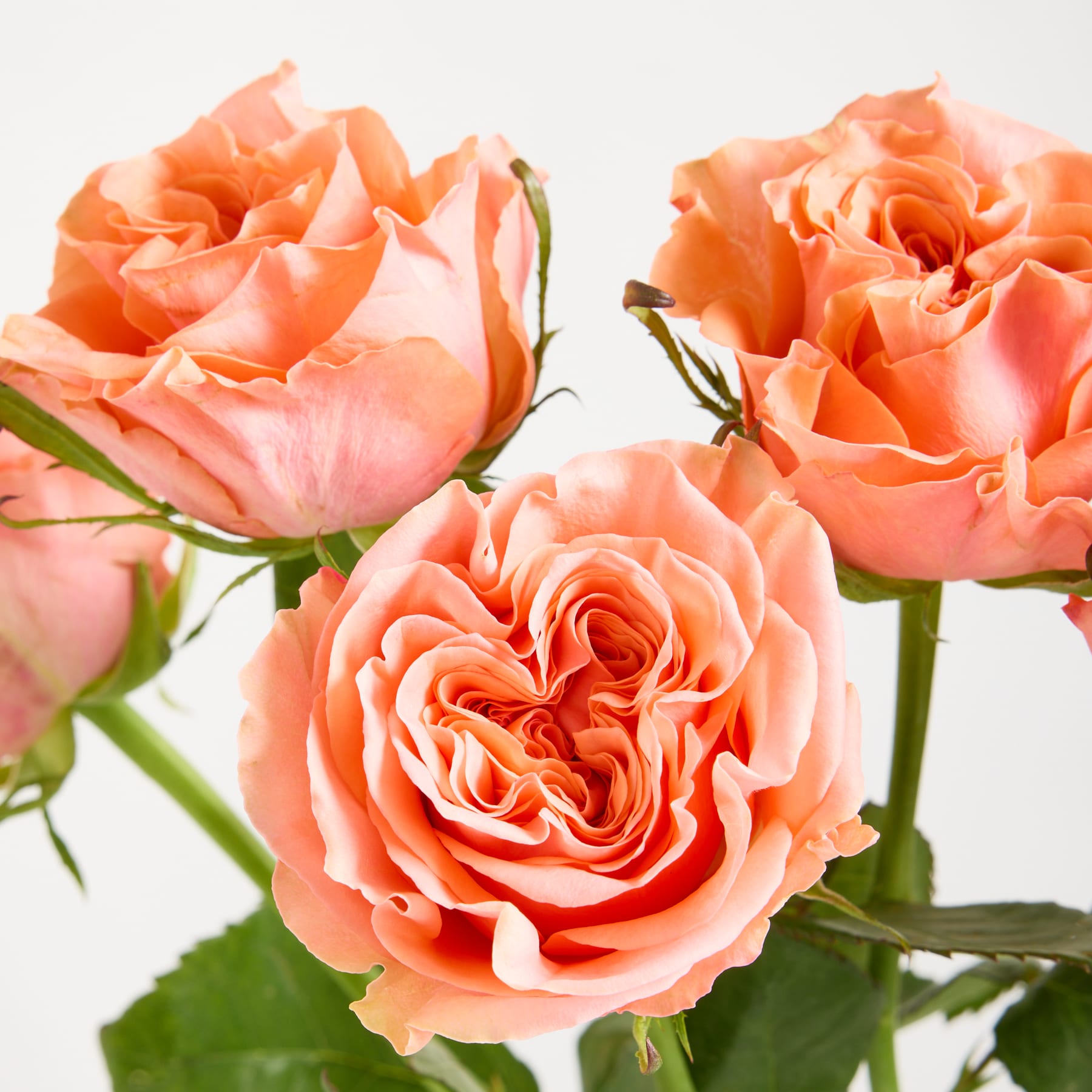 Wunderschöne, leuchtend pfirsichfarbene Rosen mit zarten Blütenblättern und üppigen grünen Stielen vor einem schlichten weißen Hintergrund.