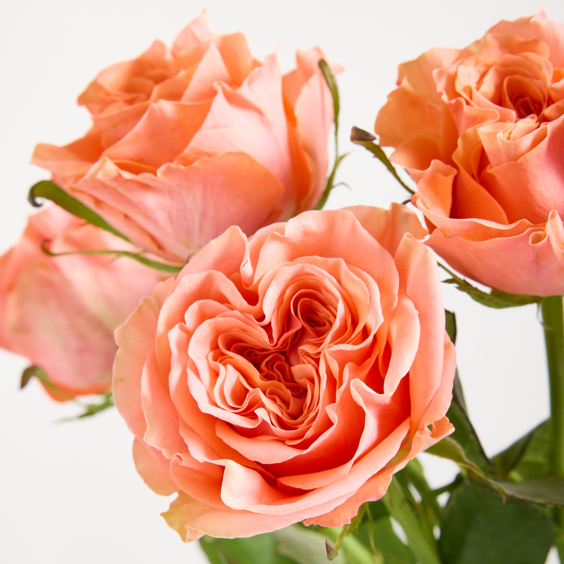 Strahlend pfirsichfarbene Rosen mit zarten Blütenblättern und üppigem Laub füllen das Bild und schaffen ein optisch beeindruckendes und fesselndes Blumenarrangement.