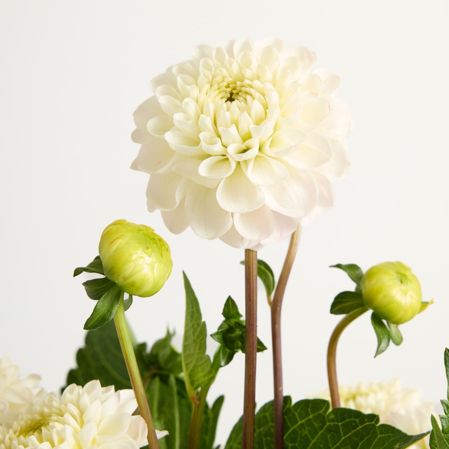 Eine große, hellgelbe Dahlie sticht im Vordergrund hervor, umgeben von grünen Blättern und Stängeln. Der Hintergrund ist eine schlichte, helle Fläche, wodurch die Blüte zum Mittelpunkt des Bildes wird. (Beschreibungstext KI-generiert)