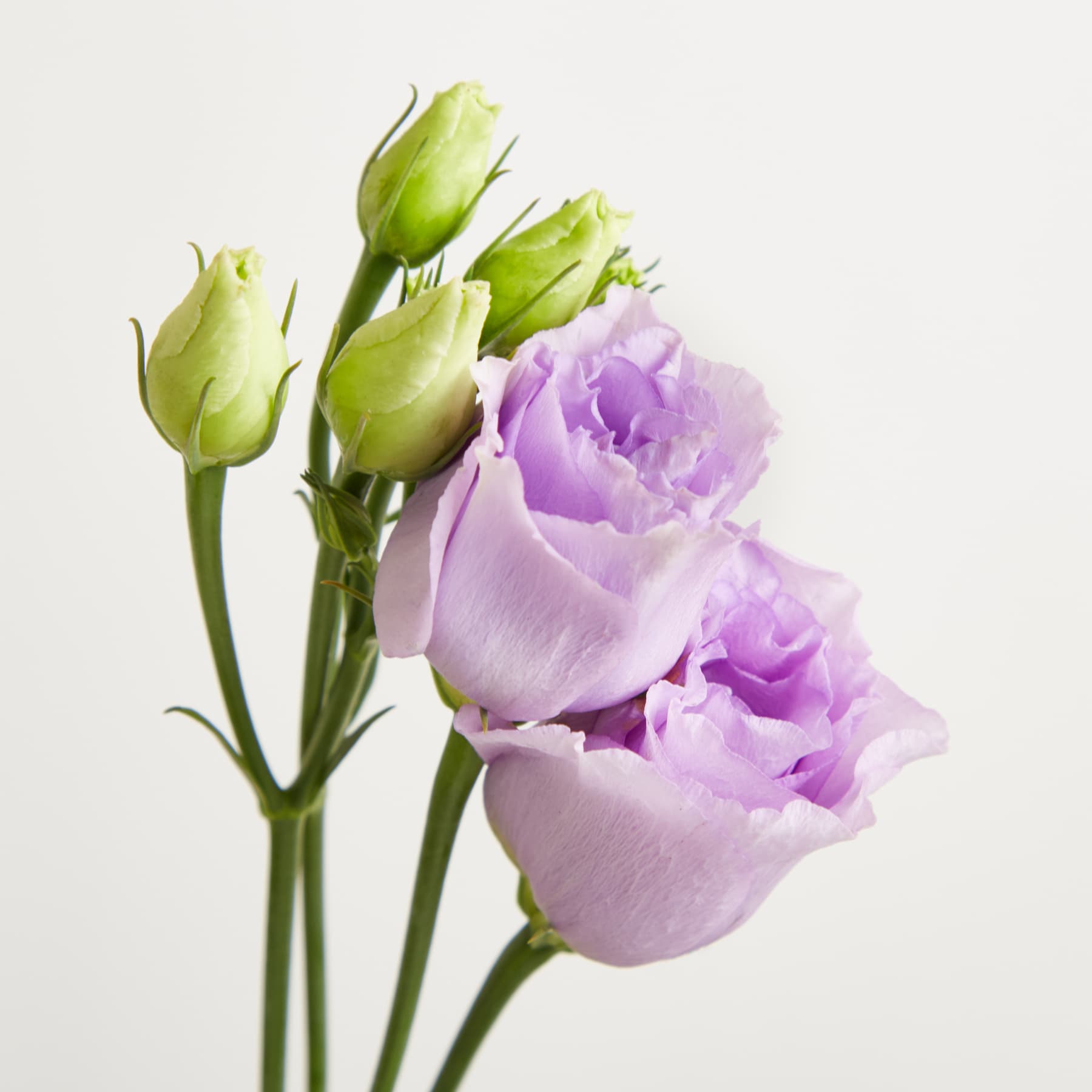 Vor einem schlichten weißen Hintergrund steht eine klare Glasvase mit einem Strauß zarter, hellvioletter Blumen mit grünen Stielen und Blättern.