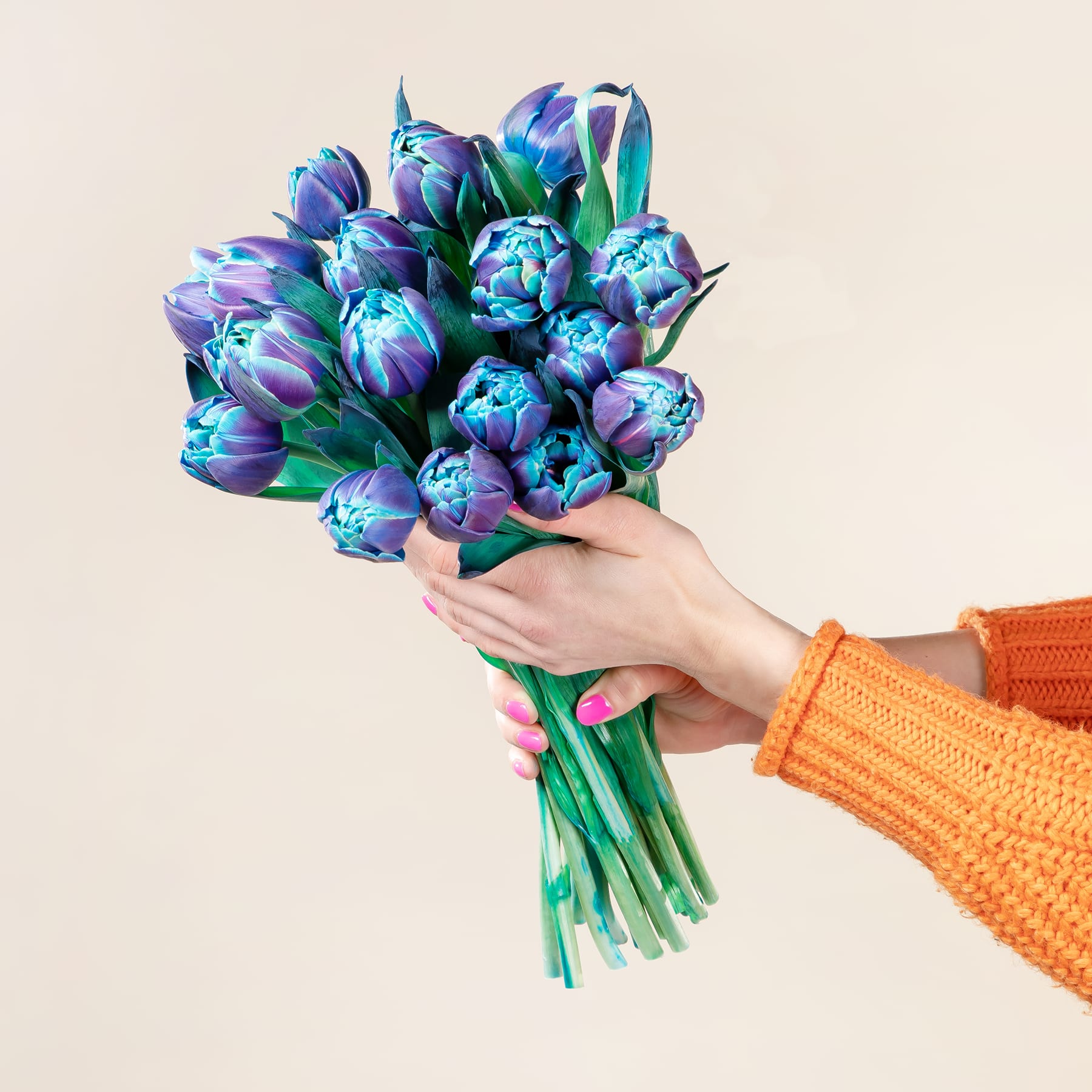 Bibble Tulpen - 18 Stiele