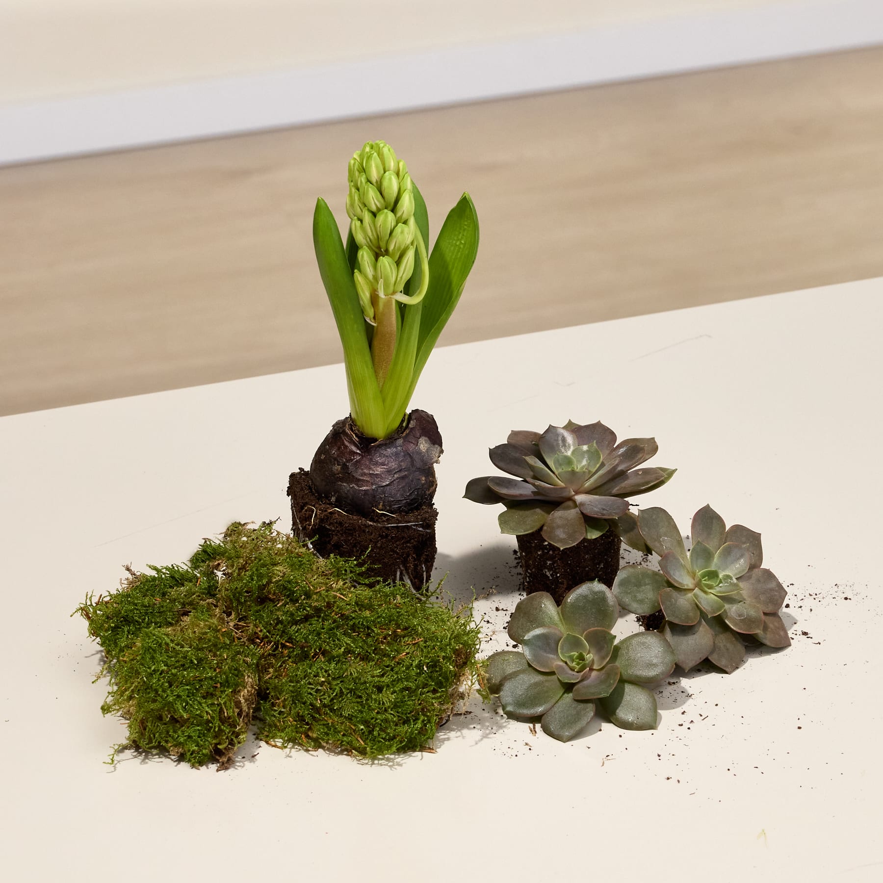 Das Bild zeigt eine grüne Hyazinthe, die aus einem mit dunkler Erde gefüllten Behälter wächst und von üppigem grünem Moos und mehreren Sukkulenten auf hellem Untergrund umgeben ist.