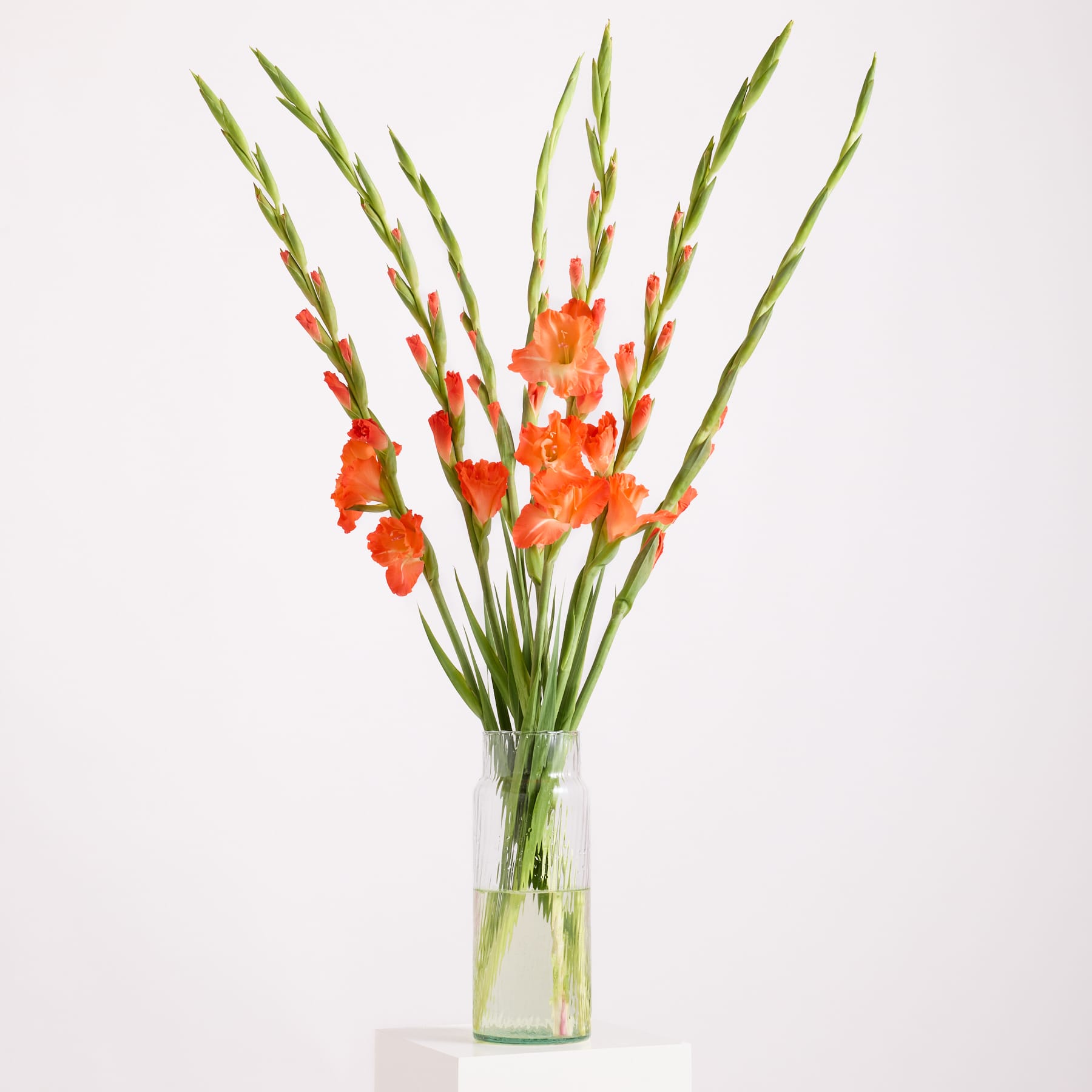 Ein leuchtender Strauß orangefarbener Gladiolenblüten ragt in einer Glasvase vor einem schlichten weißen Hintergrund empor.