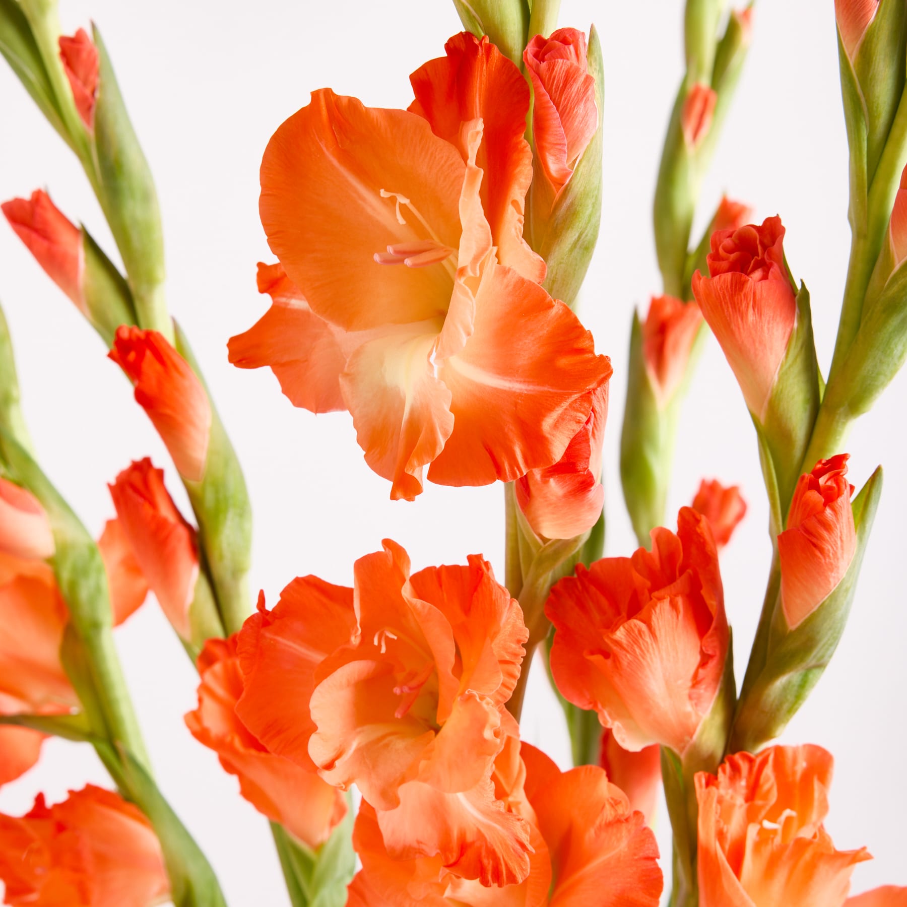 Leuchtend orangefarbene Gladiolenblüten mit zarten Blütenblättern heben sich vom schlichten weißen Hintergrund ab und schaffen eine eindrucksvolle und visuell fesselnde Komposition.