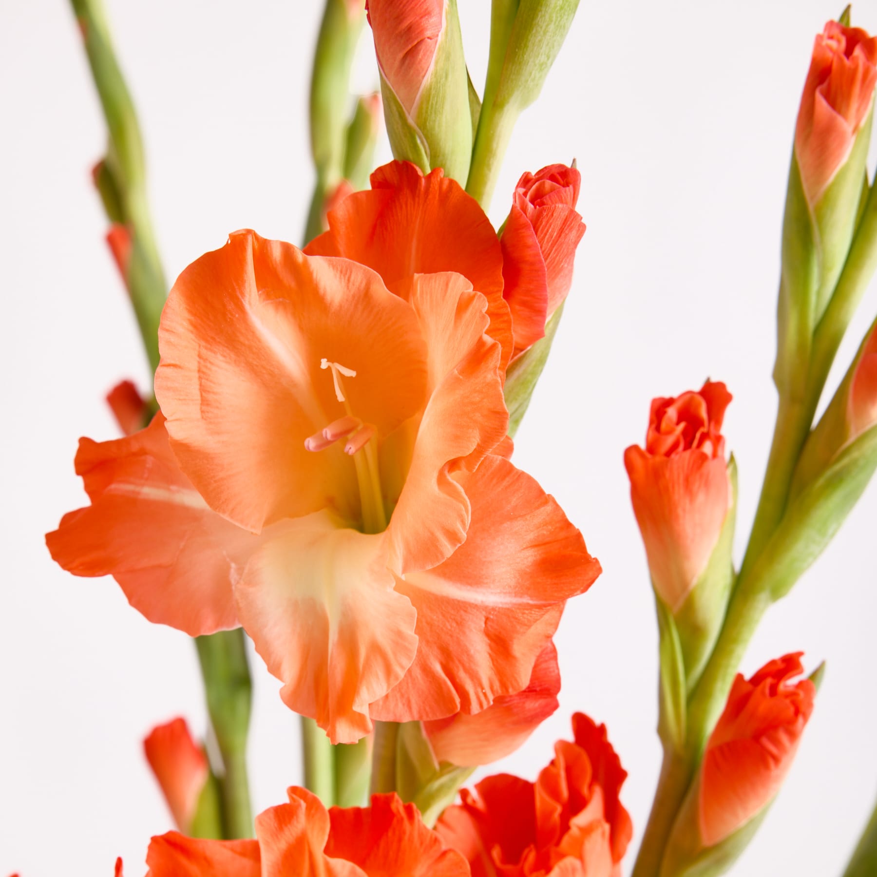 Leuchtend orangefarbene Gladiolenblüten mit zarten Blütenblättern und grünen Stängeln heben sich vom schlichten weißen Hintergrund ab.