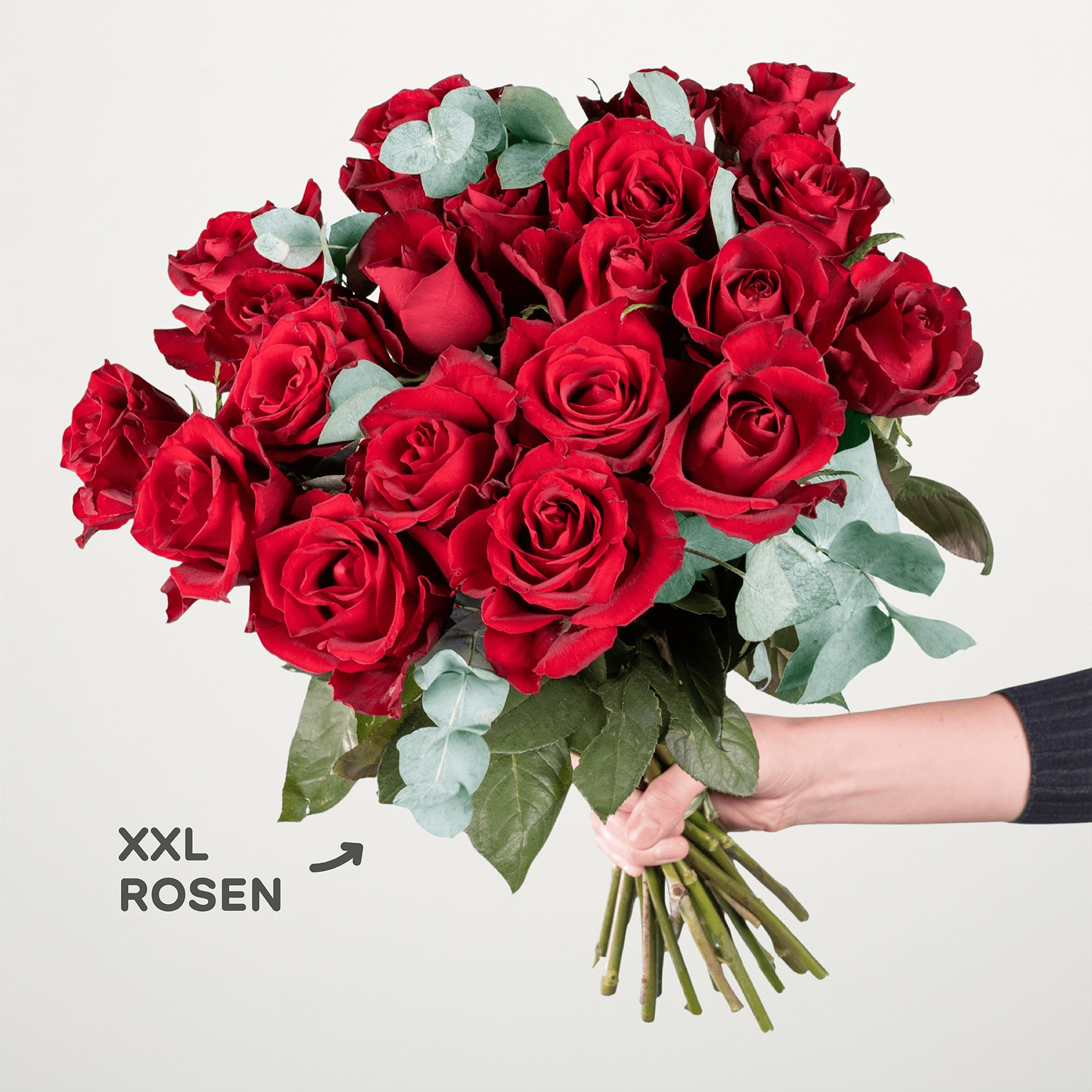 Ein großer Strauß leuchtend roter Rosen in den Händen einer Person vor einem schlichten weißen Hintergrund.